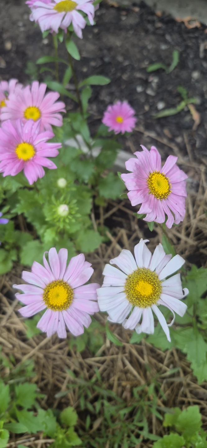 Flowers for sale - photo 2