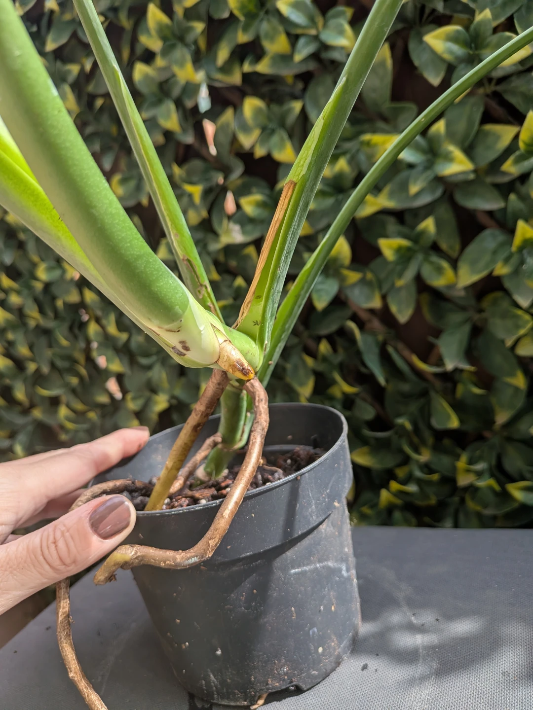 🌿Monstera Deliciosa Plant - photo 3