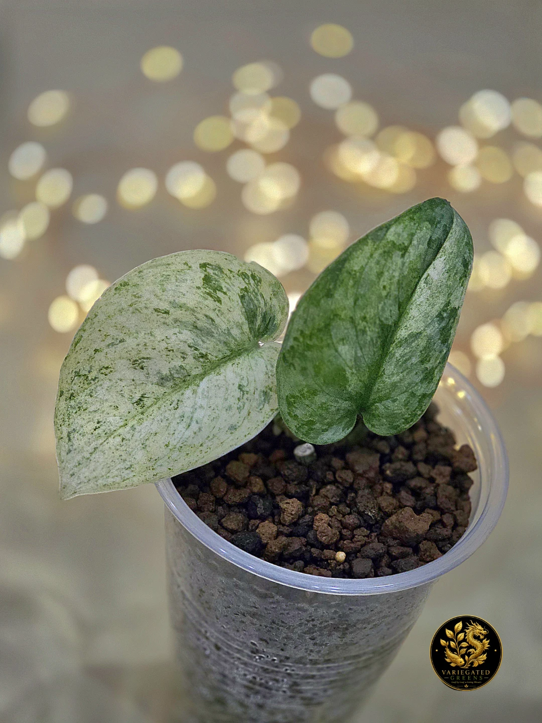 Scindapsus pictus Halimoon "Unfolding Silver" - photo 3