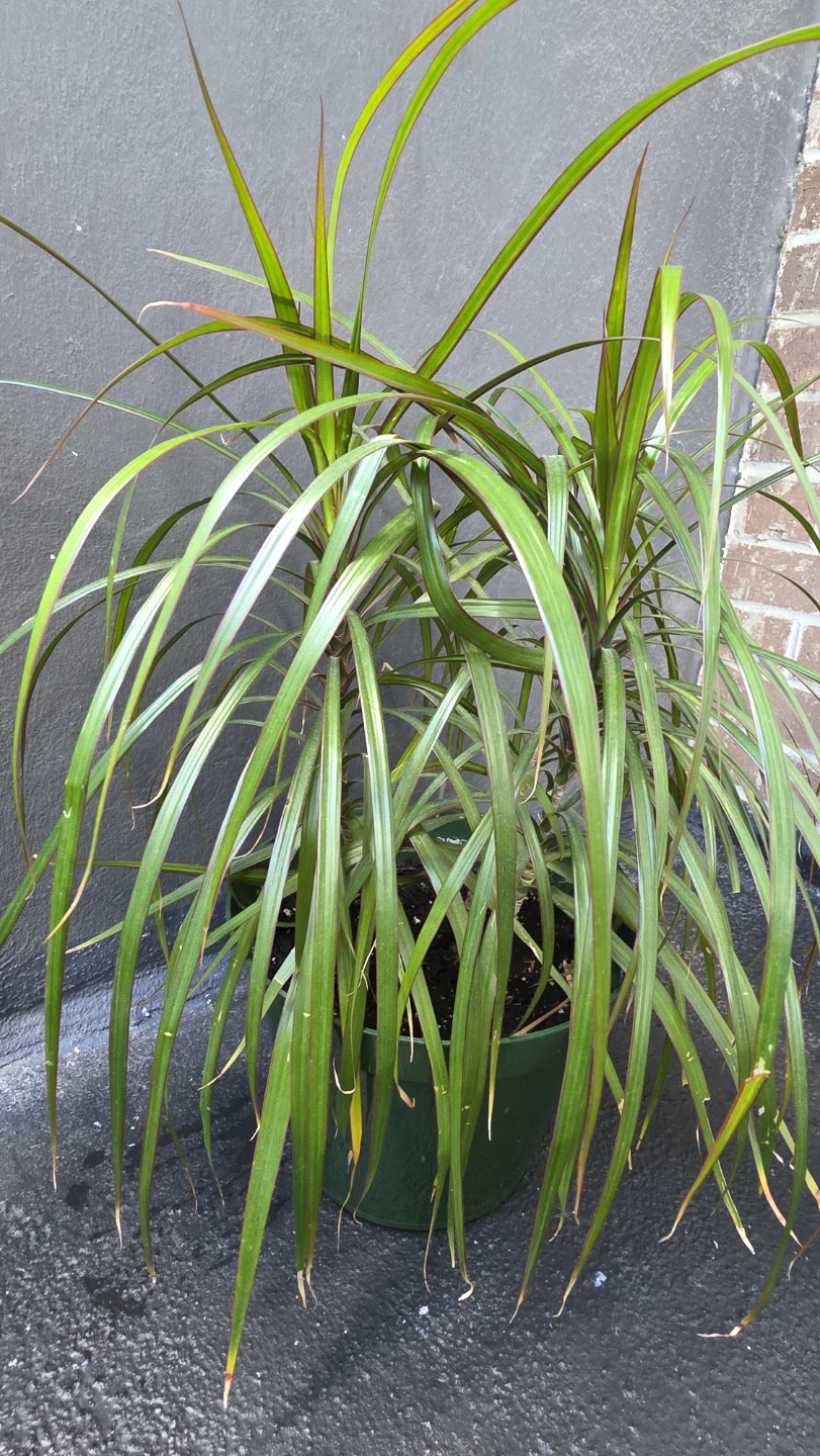 Potted Dracaena Plant