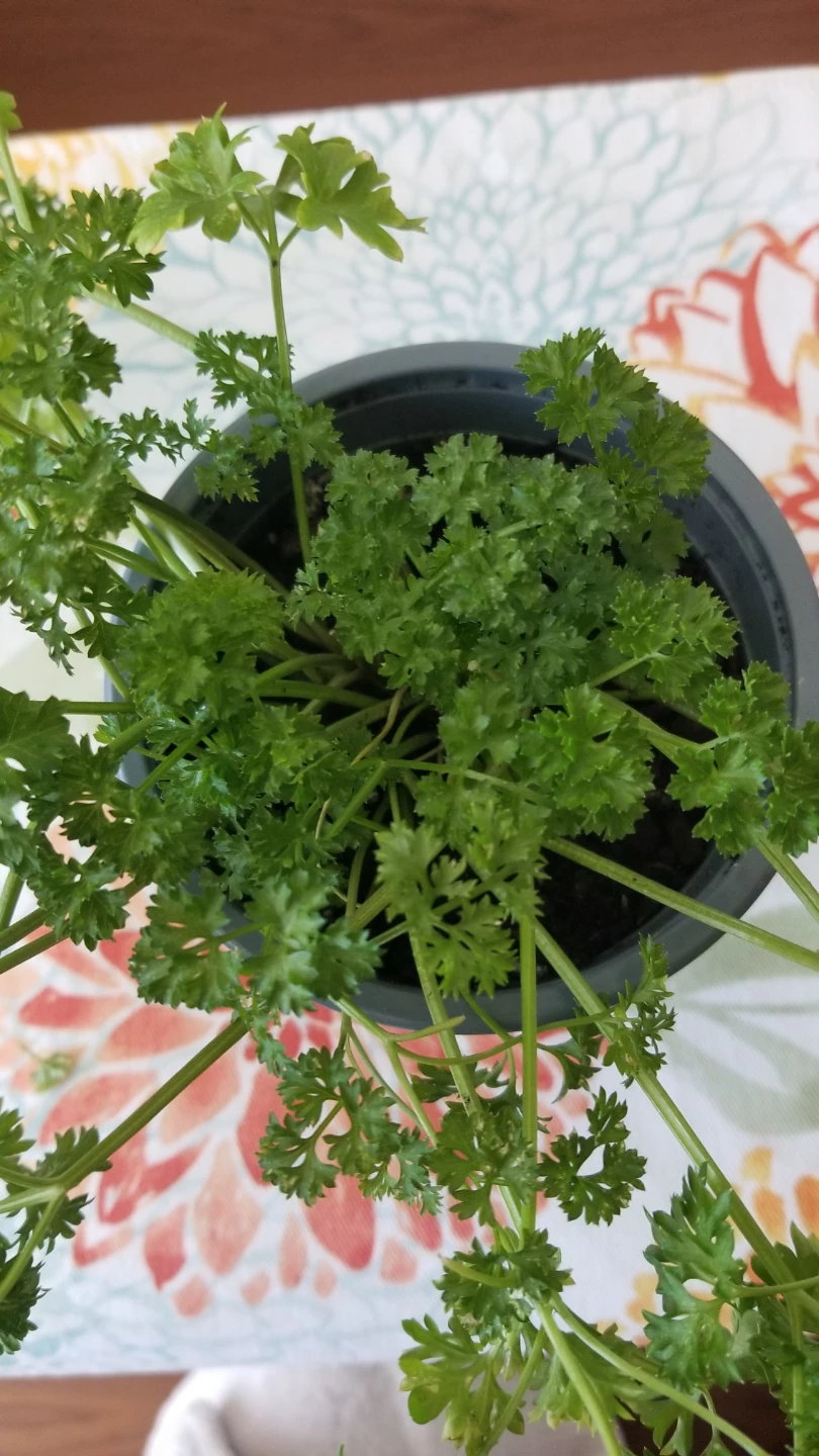 Organic Curly Parsley - photo 4