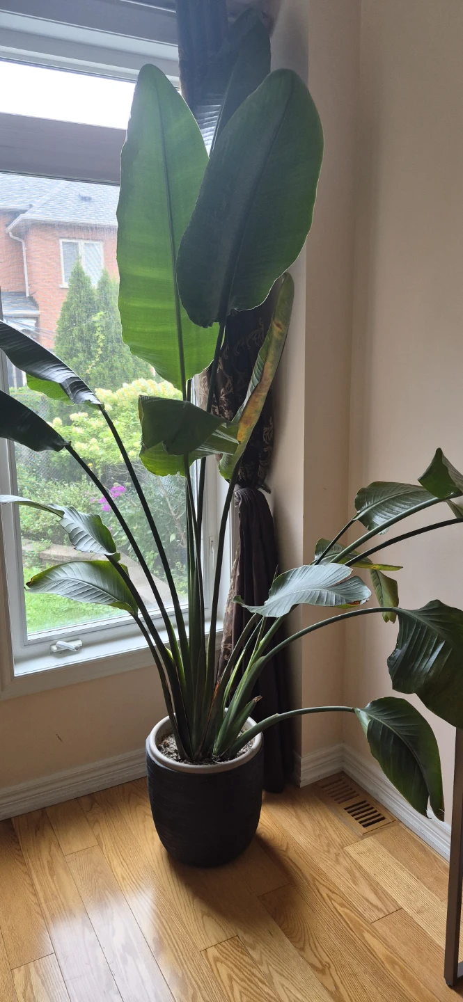 Large Bird of Paradise plant in pot - photo 2