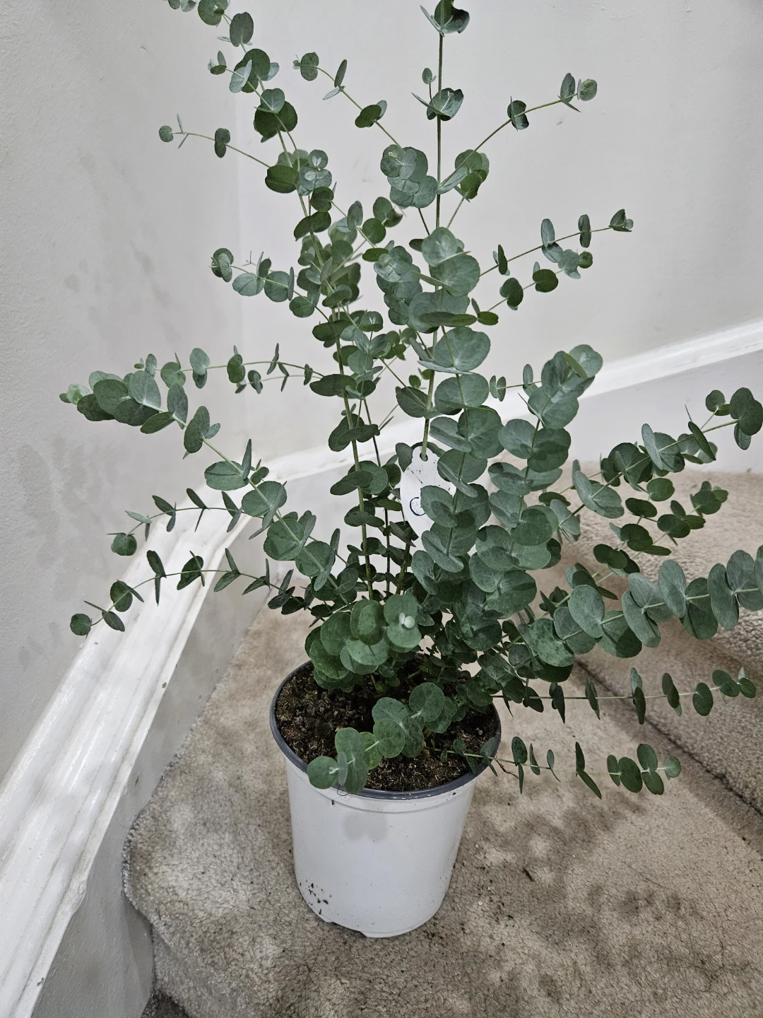 Glacier Eucalyptus Plant