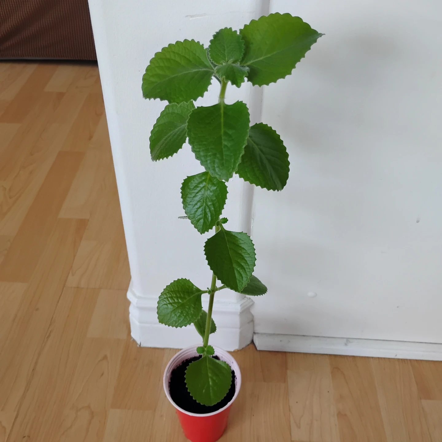 Panikoorka