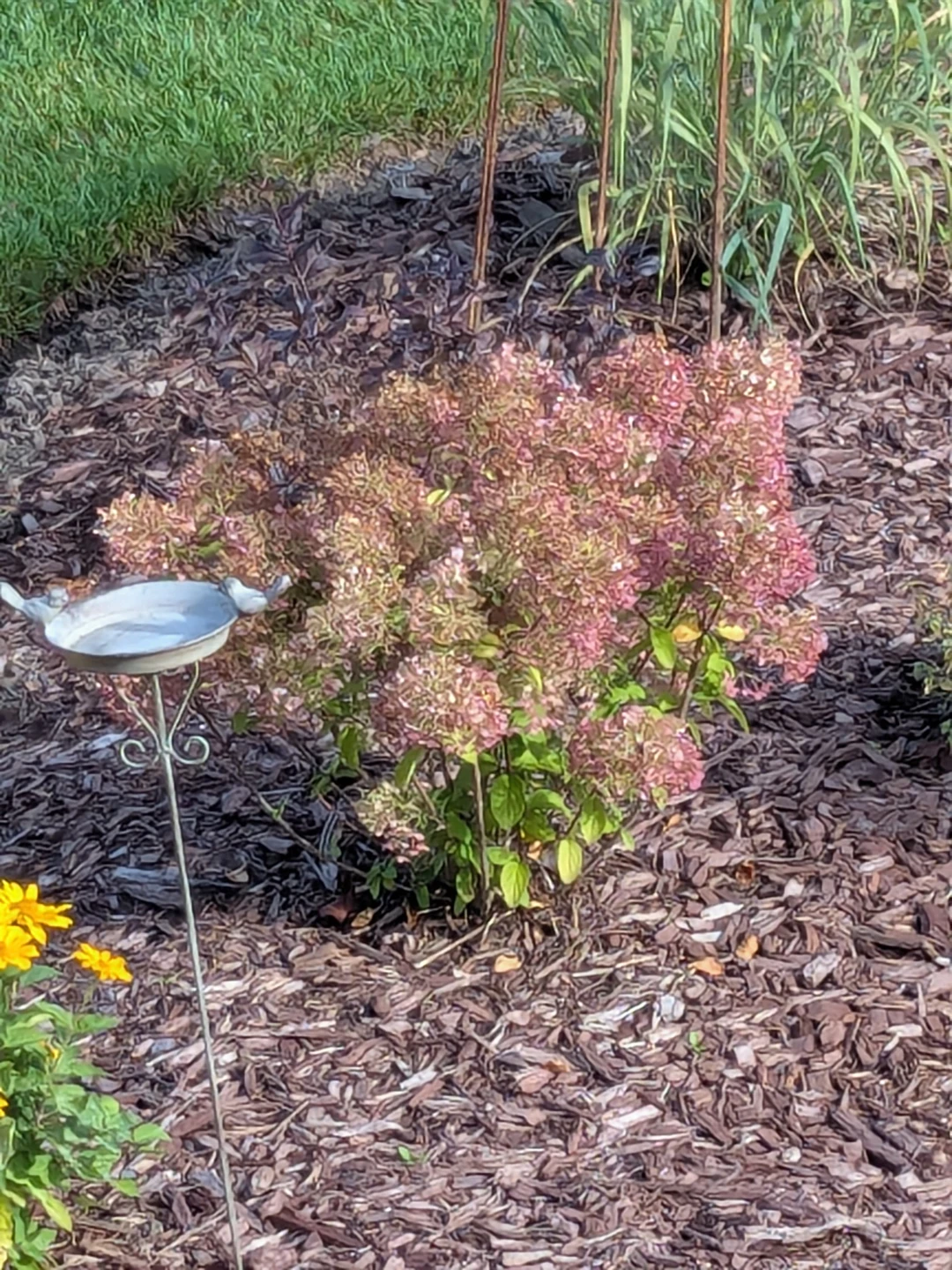 Bobo Panicle Hydrangea Shrub - photo 2