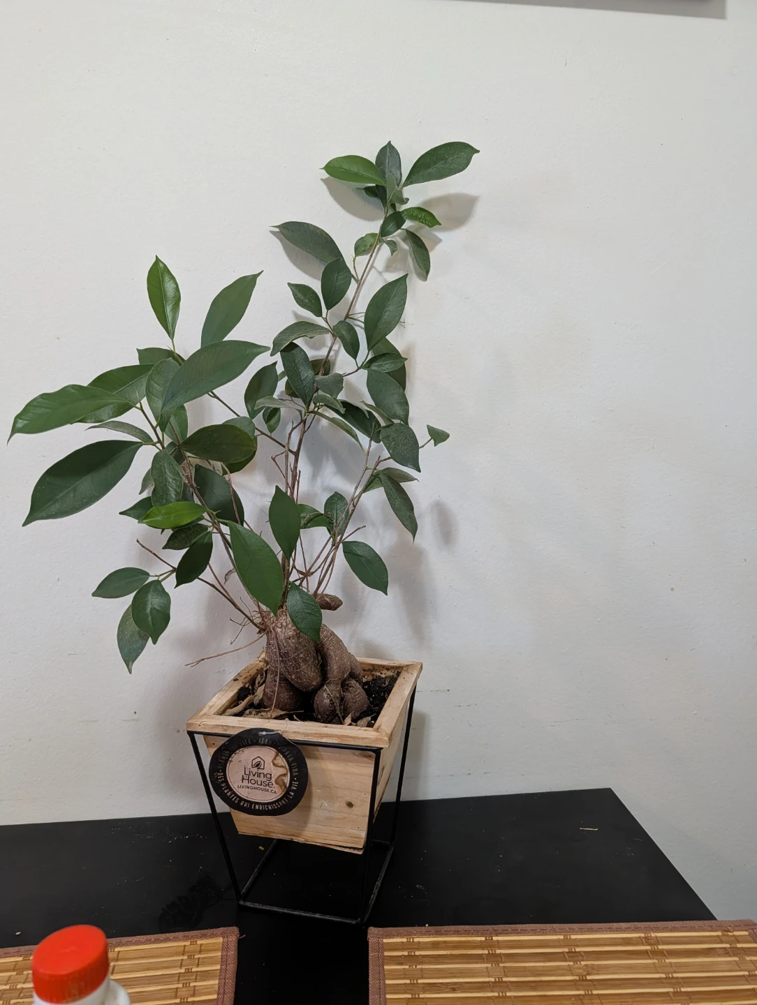 Living House Bonsai Tree in Wooden Pot - photo 2