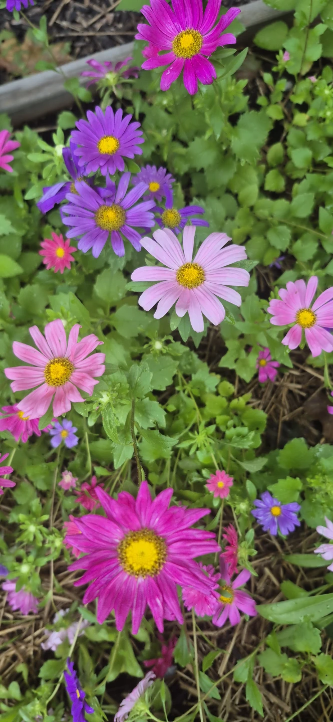 Flowers for sale - photo 3