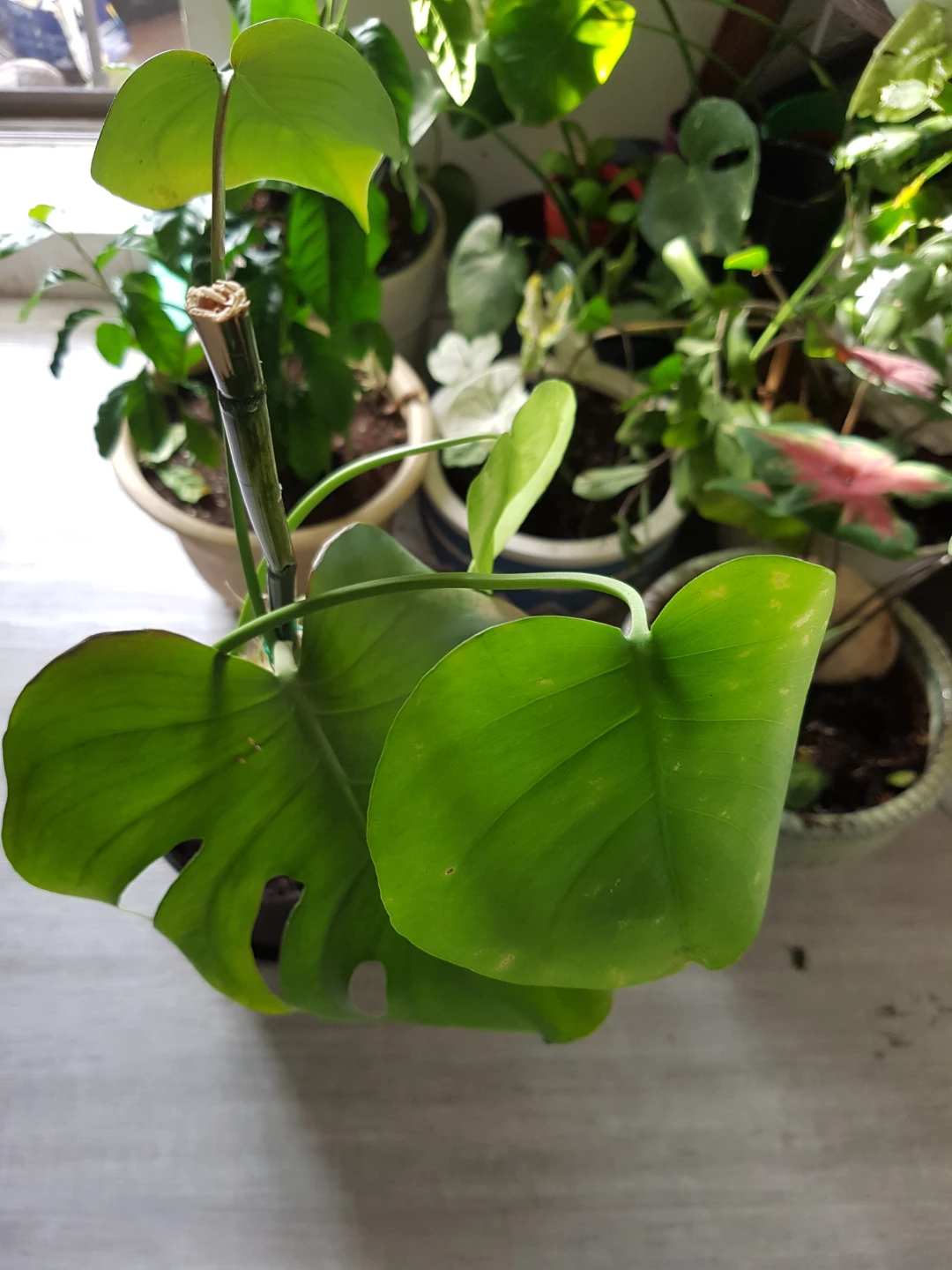 Monstera Deliciosa Plant (Cheese leaves plant)