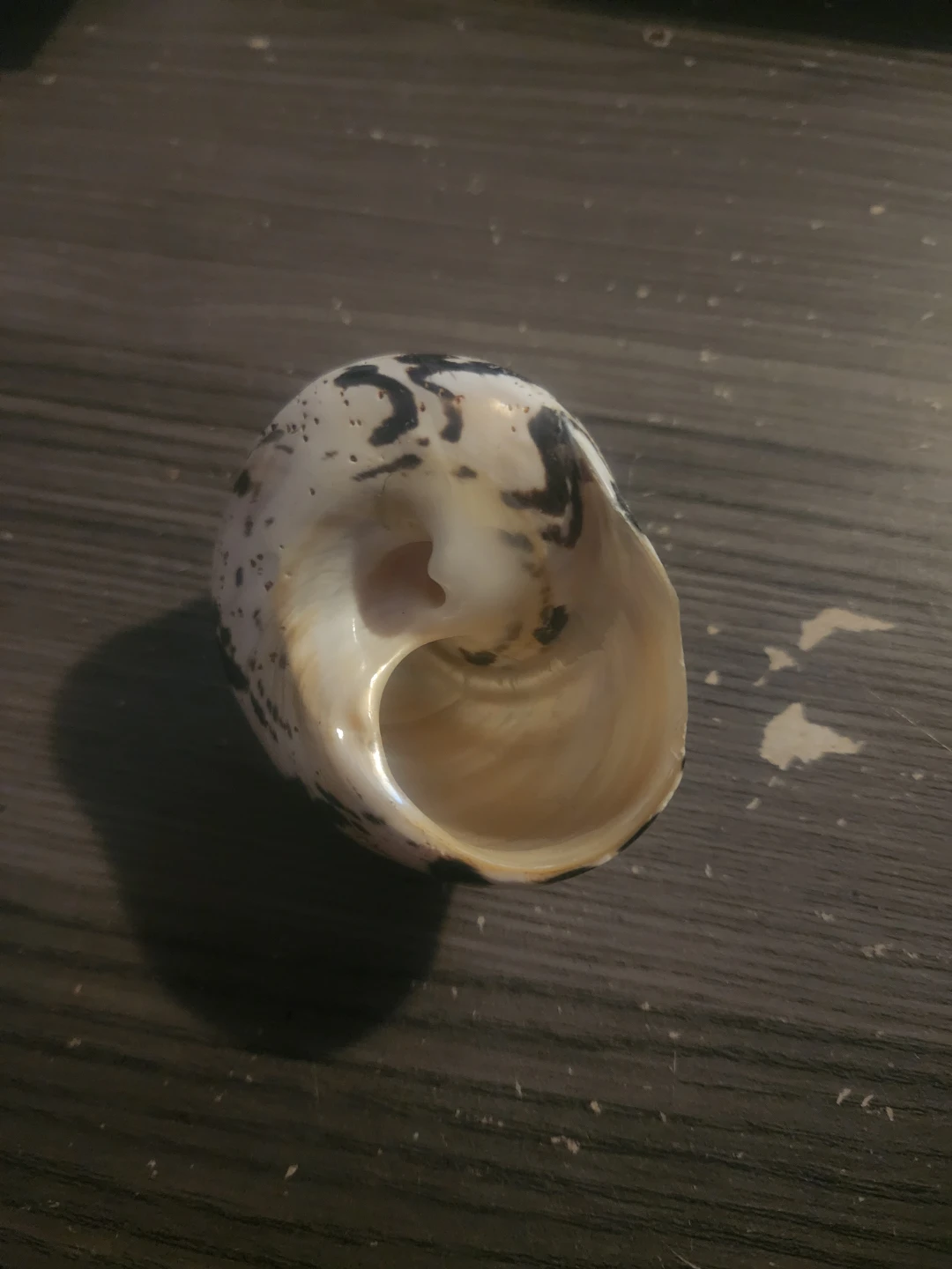 Decorative Seashells - photo 4