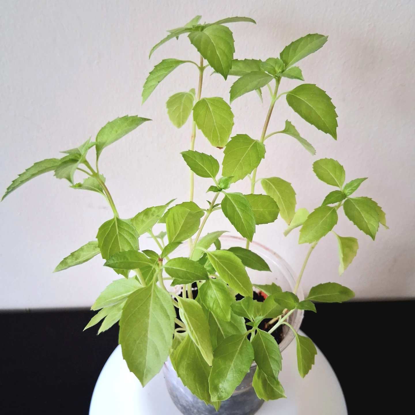 🌱 Purple Basil 🍃