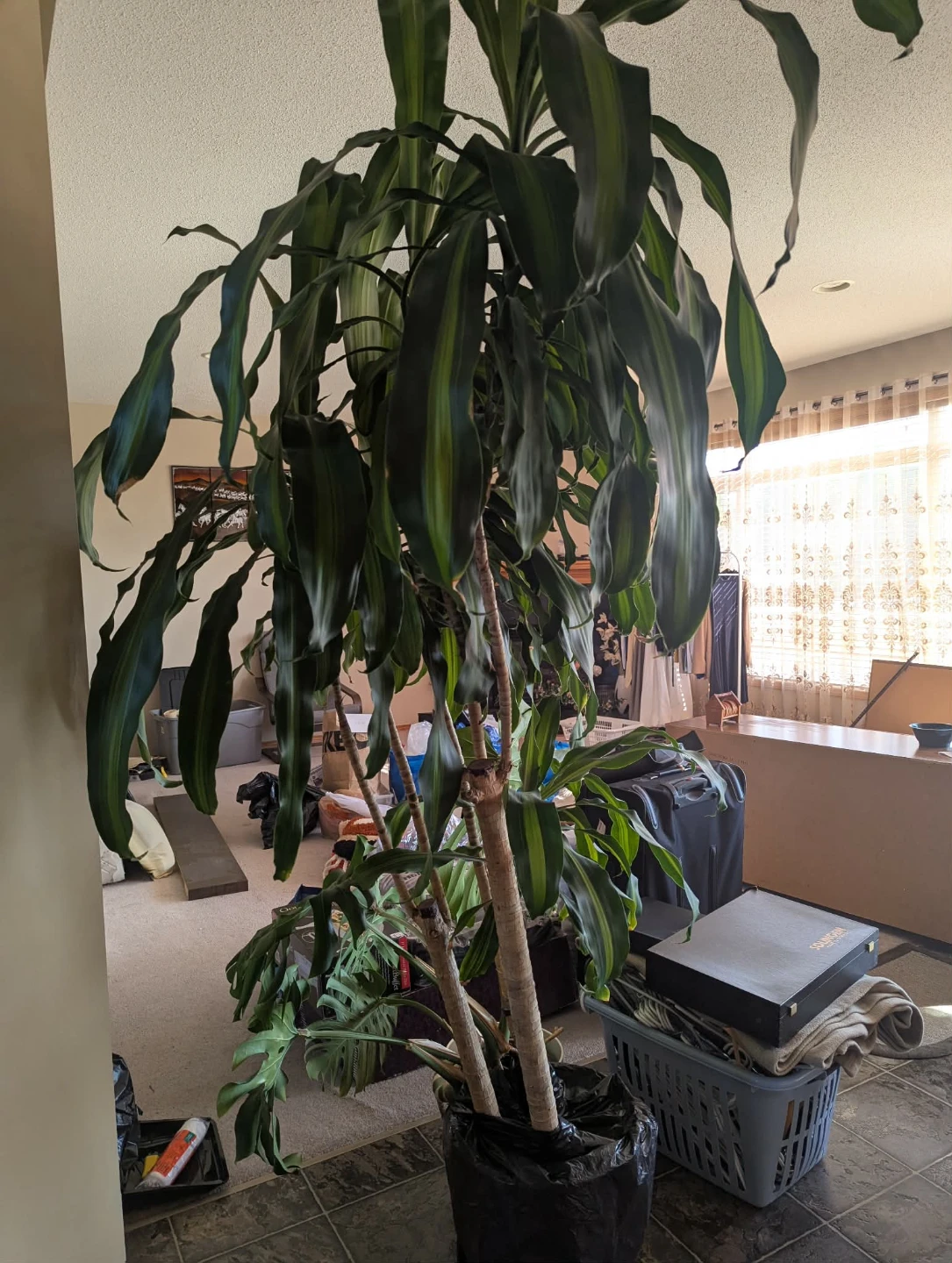 Fortune Plant - photo 2