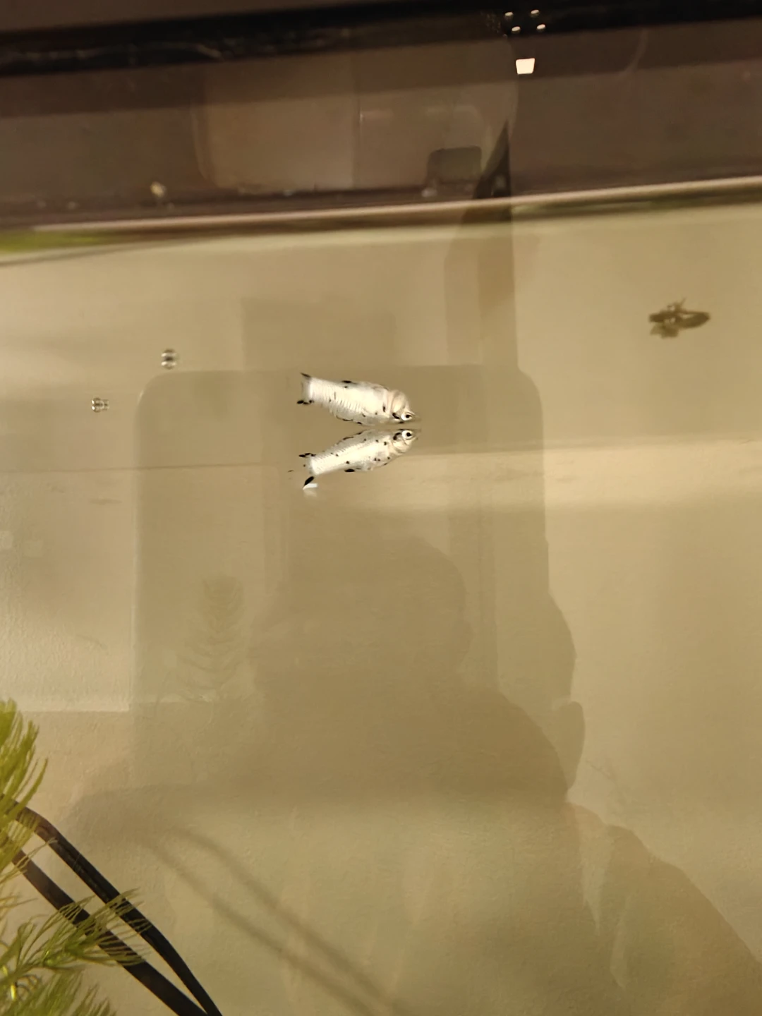Dalmatian Molly Fish