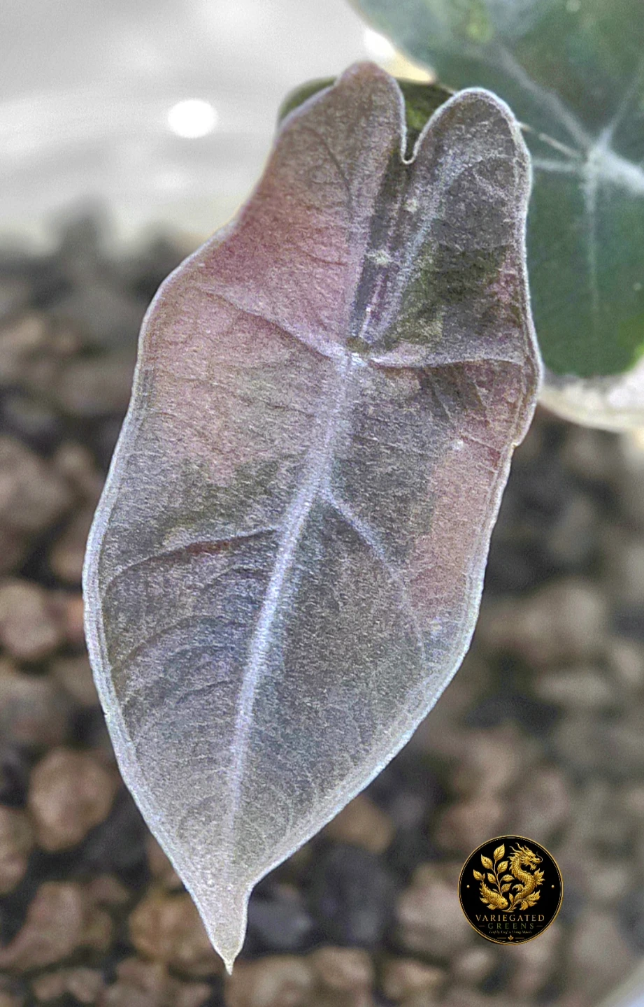 Alocasia pseudosanderiana "Lavender Fault"