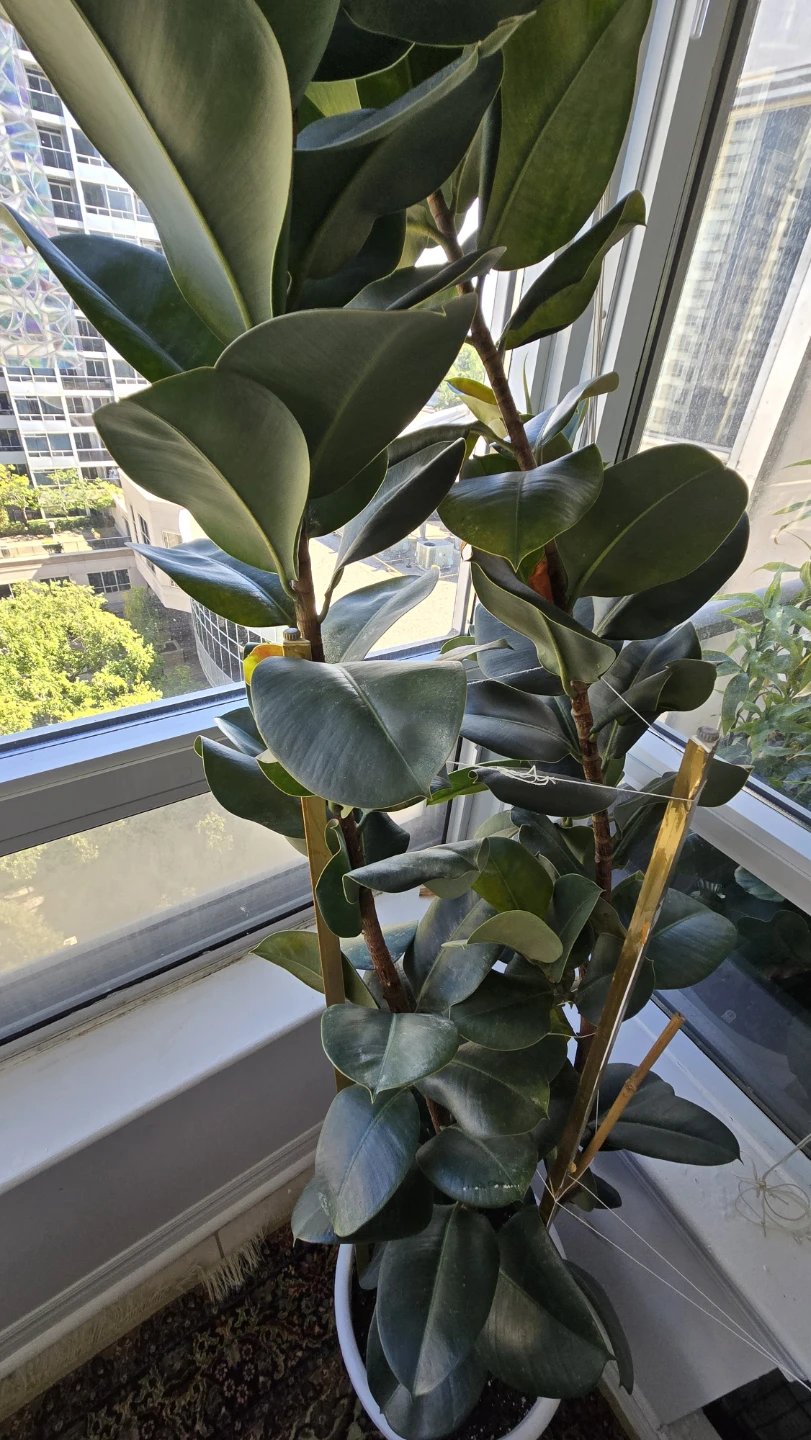 Large Rubber Plant in White Pot - photo 2