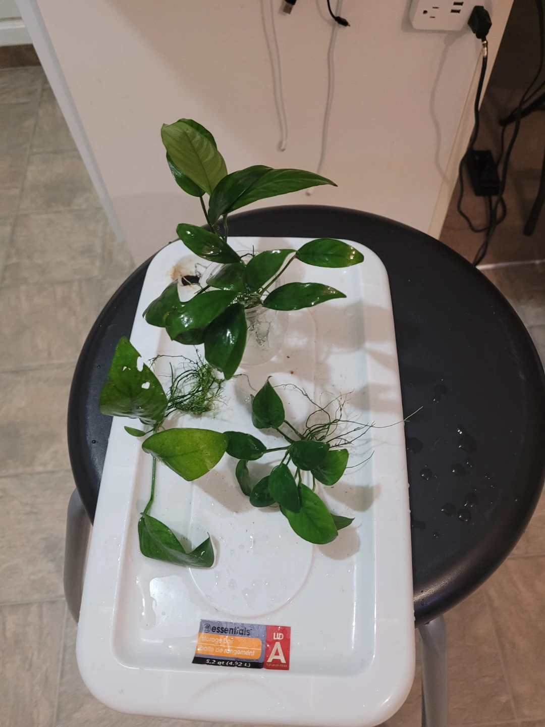 Aquatics plants