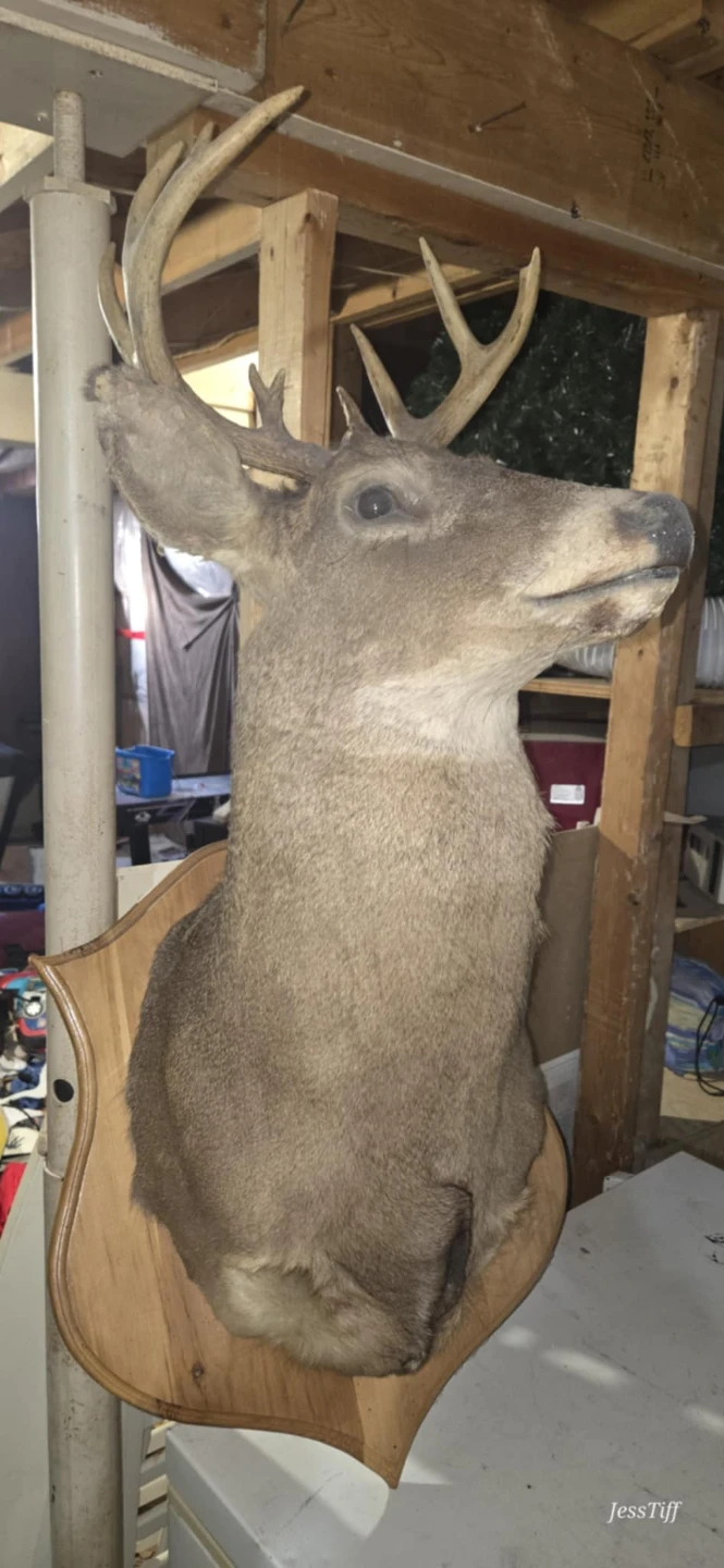 Taxidermy - photo 3