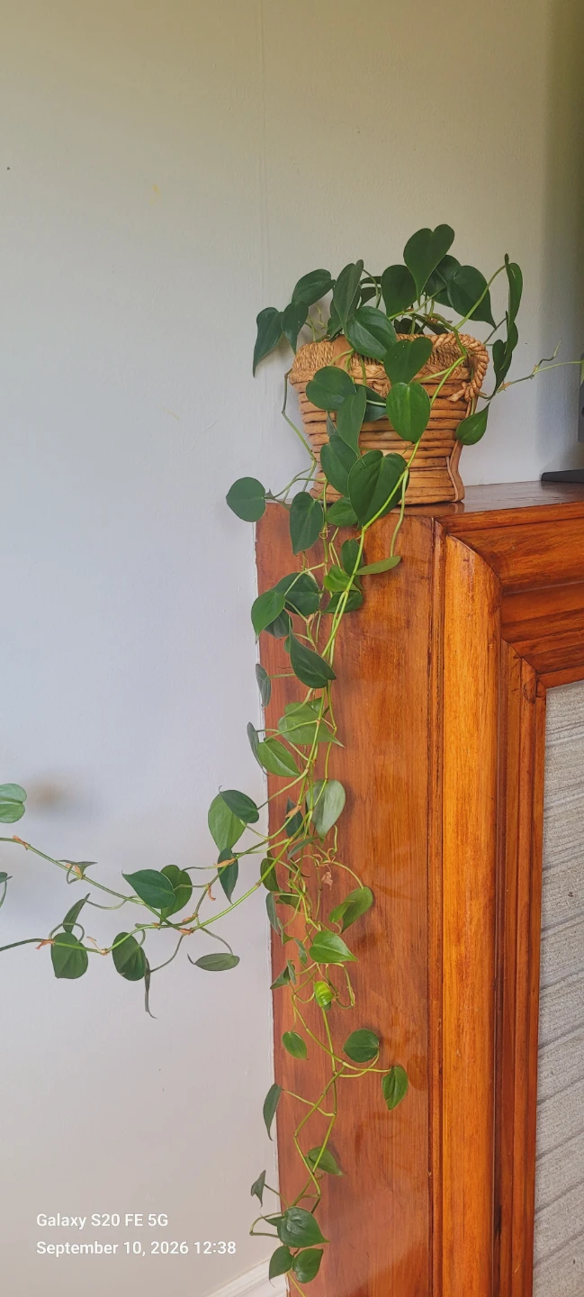 Heartleaf Philodendron in Rattan Basket - photo 2