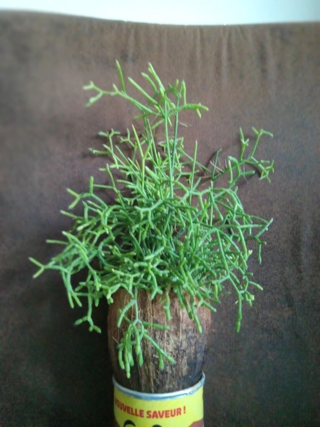 Rhipsalis Baccifera in Coconut Shell Planter