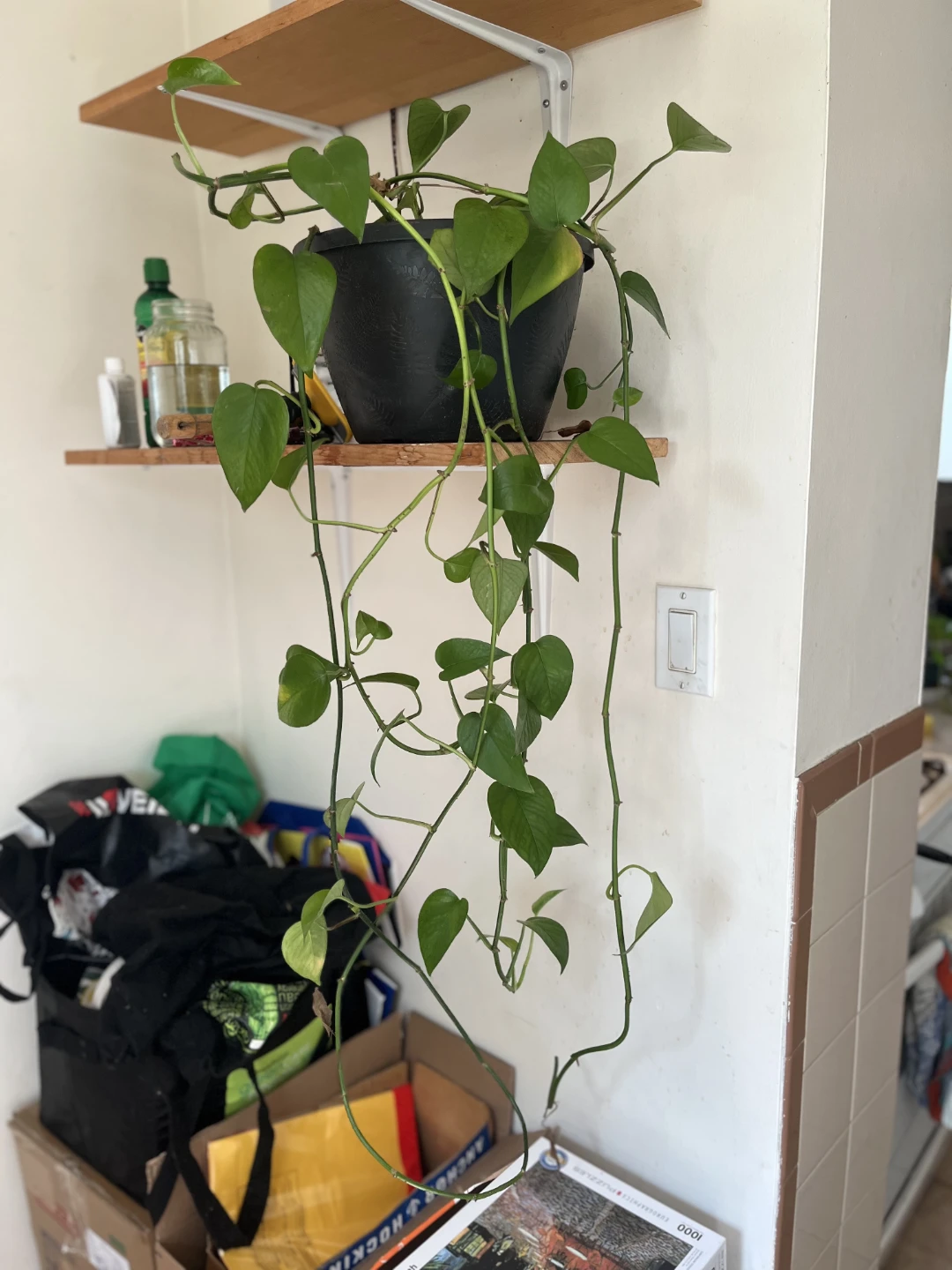 Healthy Pothos Houseplant in Black Pot - photo 4