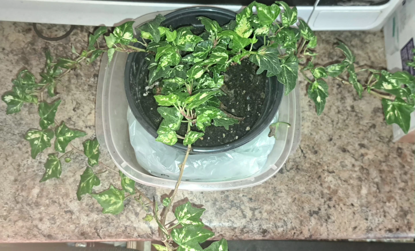 HOUSEPLANTS GALORE - photo 5