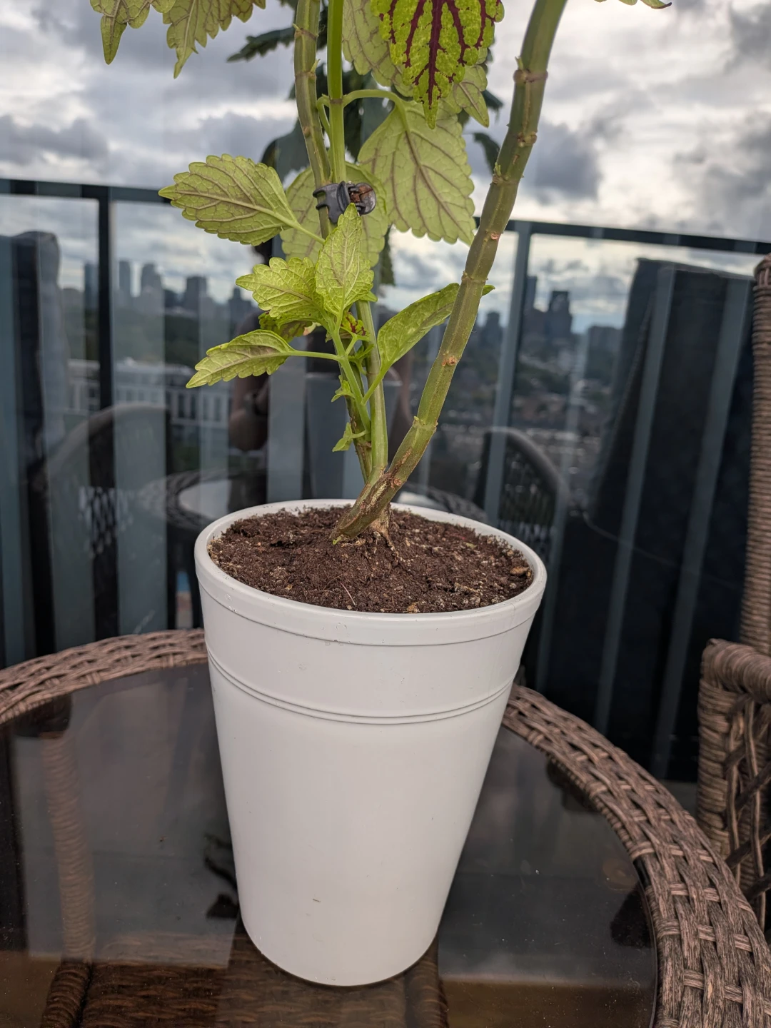 Coleus Plant in White Pot 28 inches - photo 3