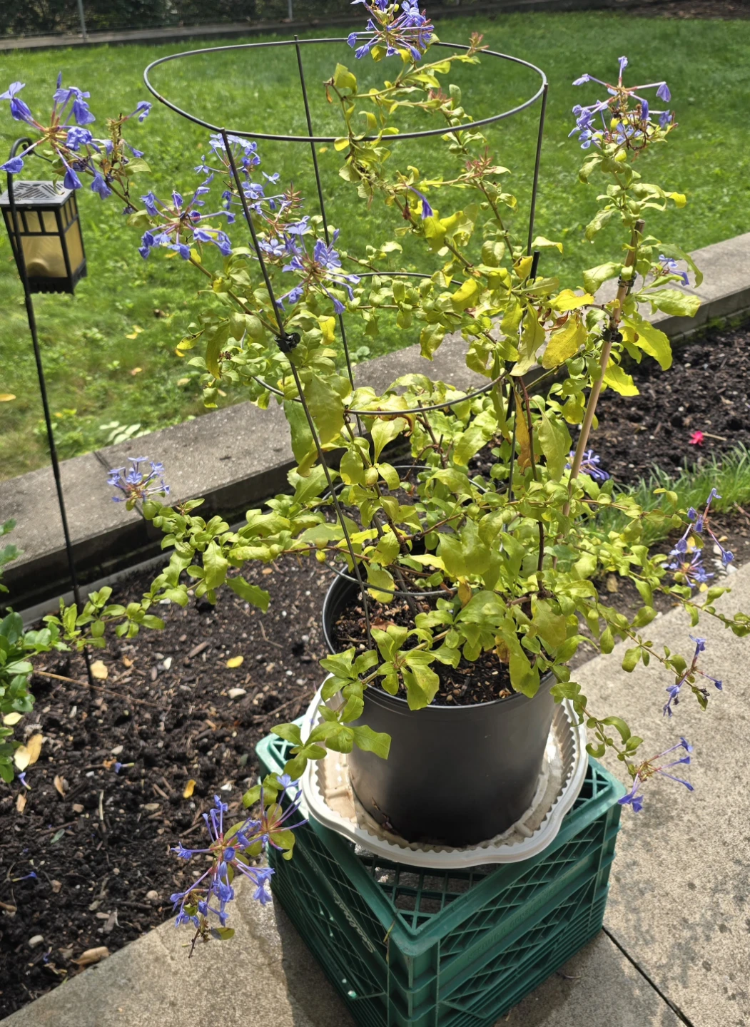 Blue Plumbago Auriculata Cape Leadwort Plant
