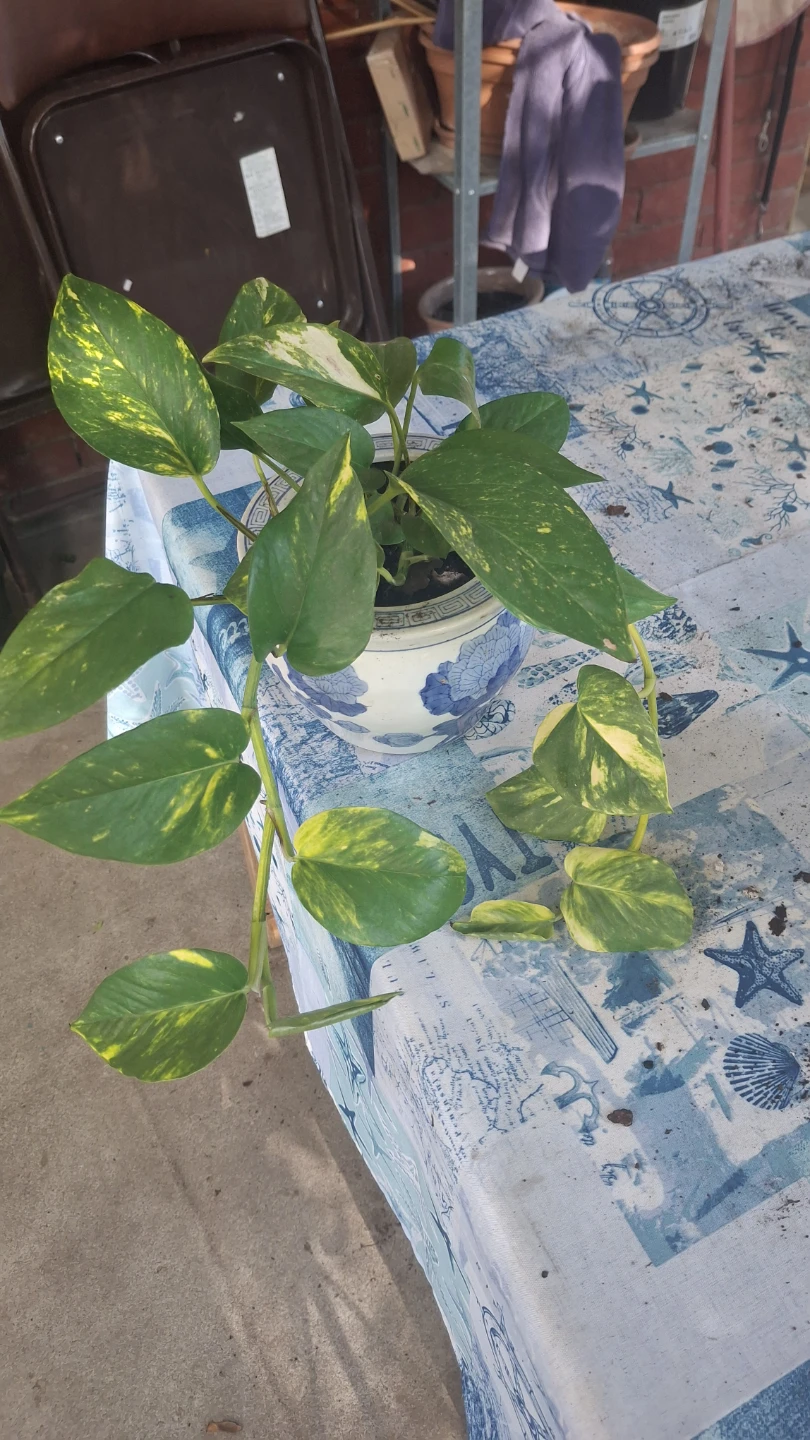 Pothos Plant in Decorative Pot