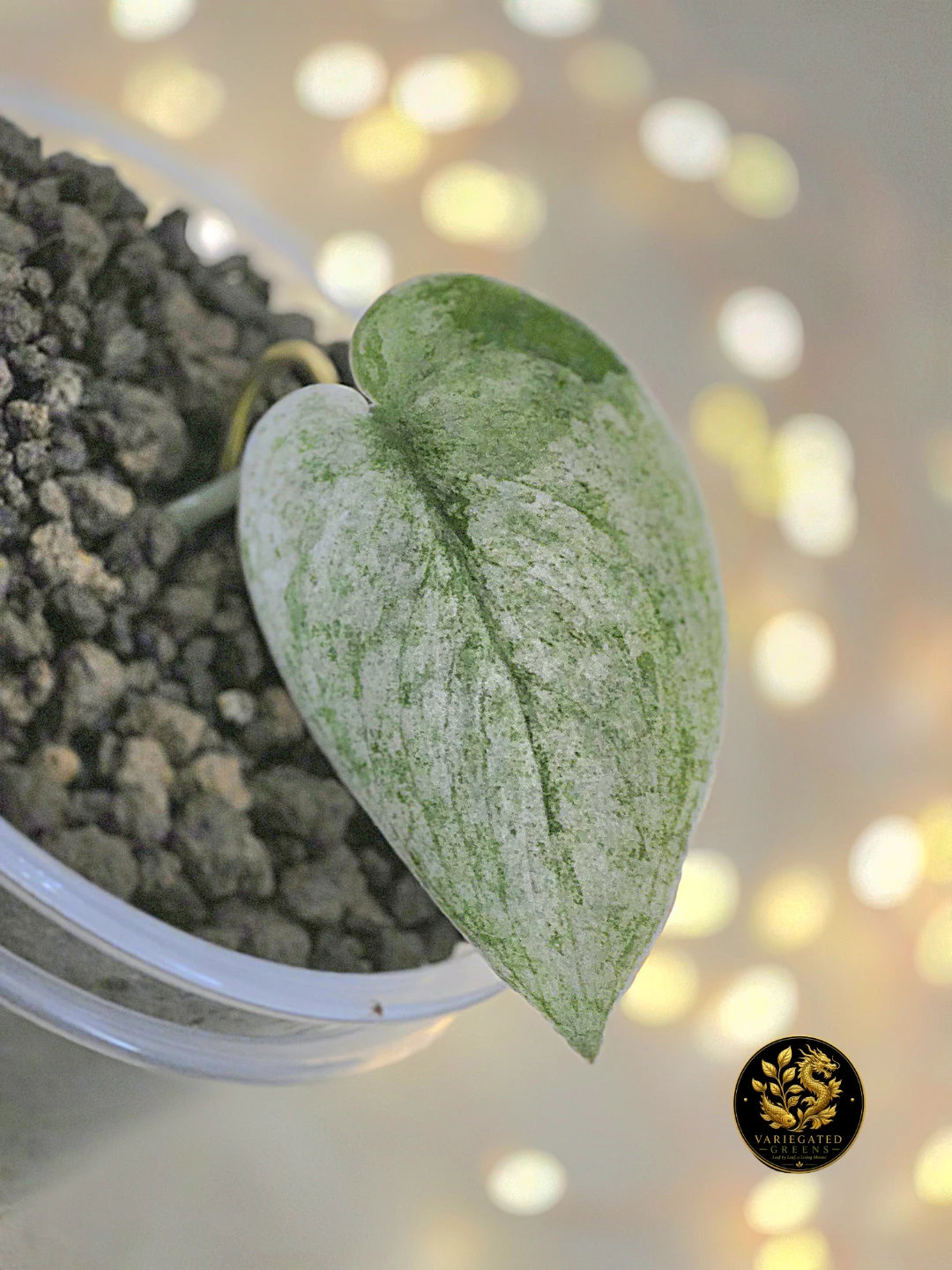 Scindapsus Halimoon "Mineral Wash" - photo 2