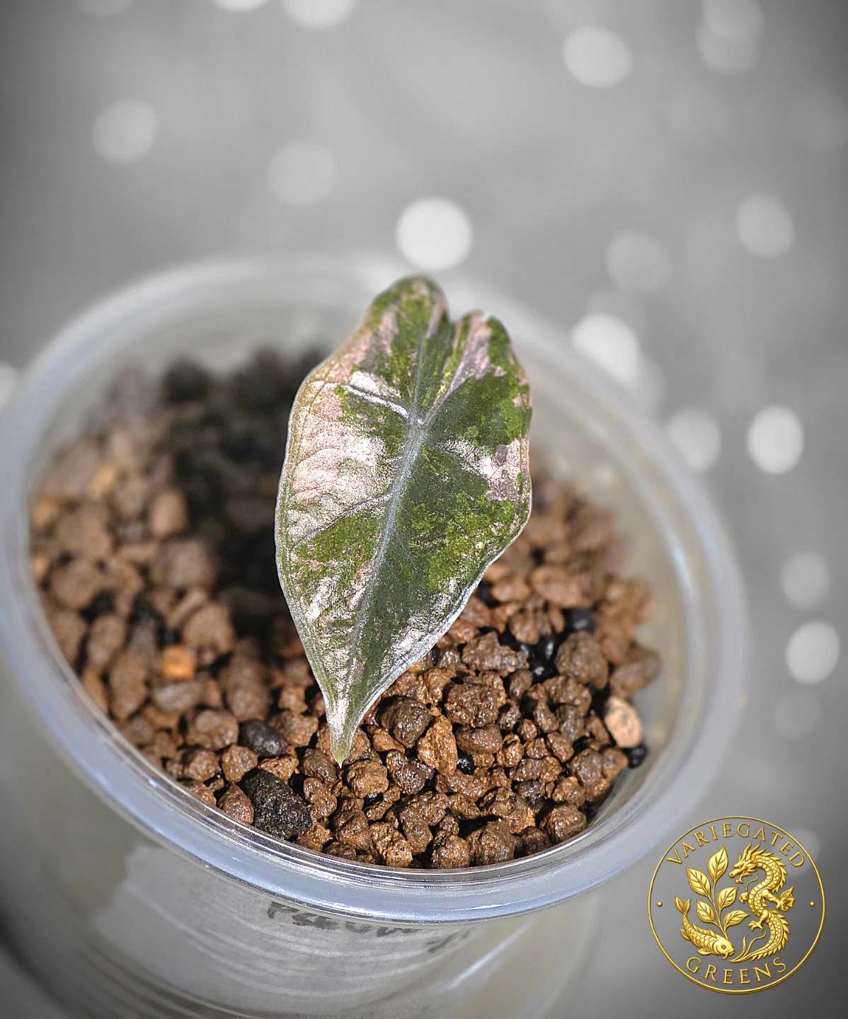 Alocasia pseudosanderiana "Rose Prism" - photo 3