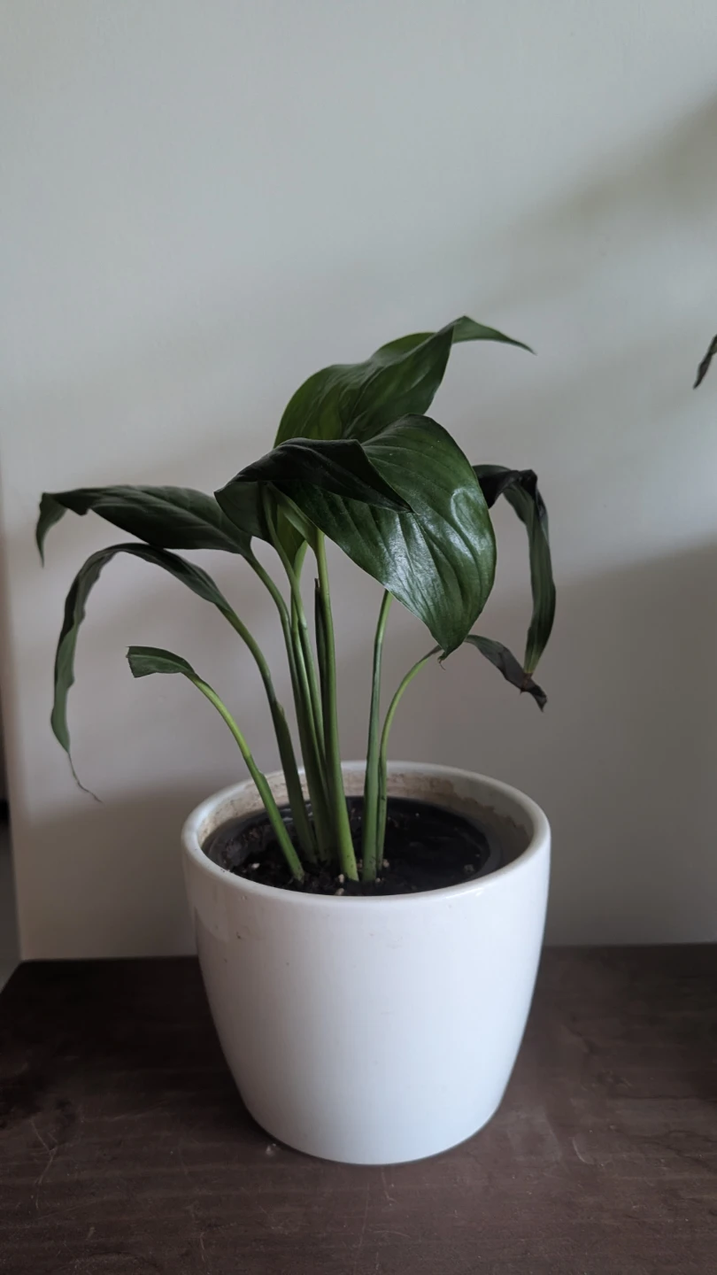 Peace Lily