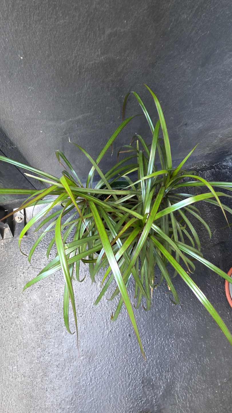 Potted Dracaena Plant - photo 2