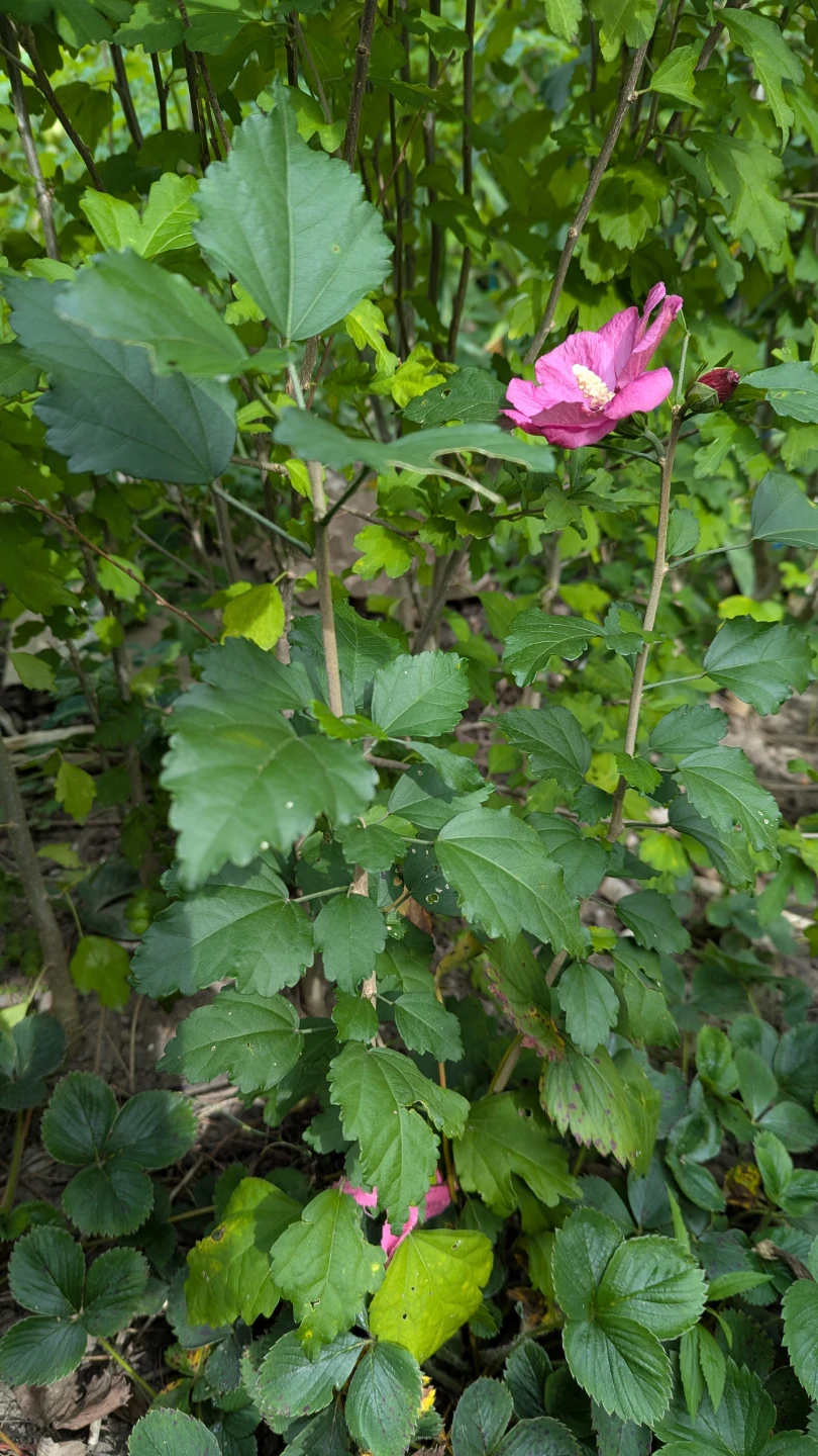 Rose of Sharon Hibiscus Shrub - photo 2
