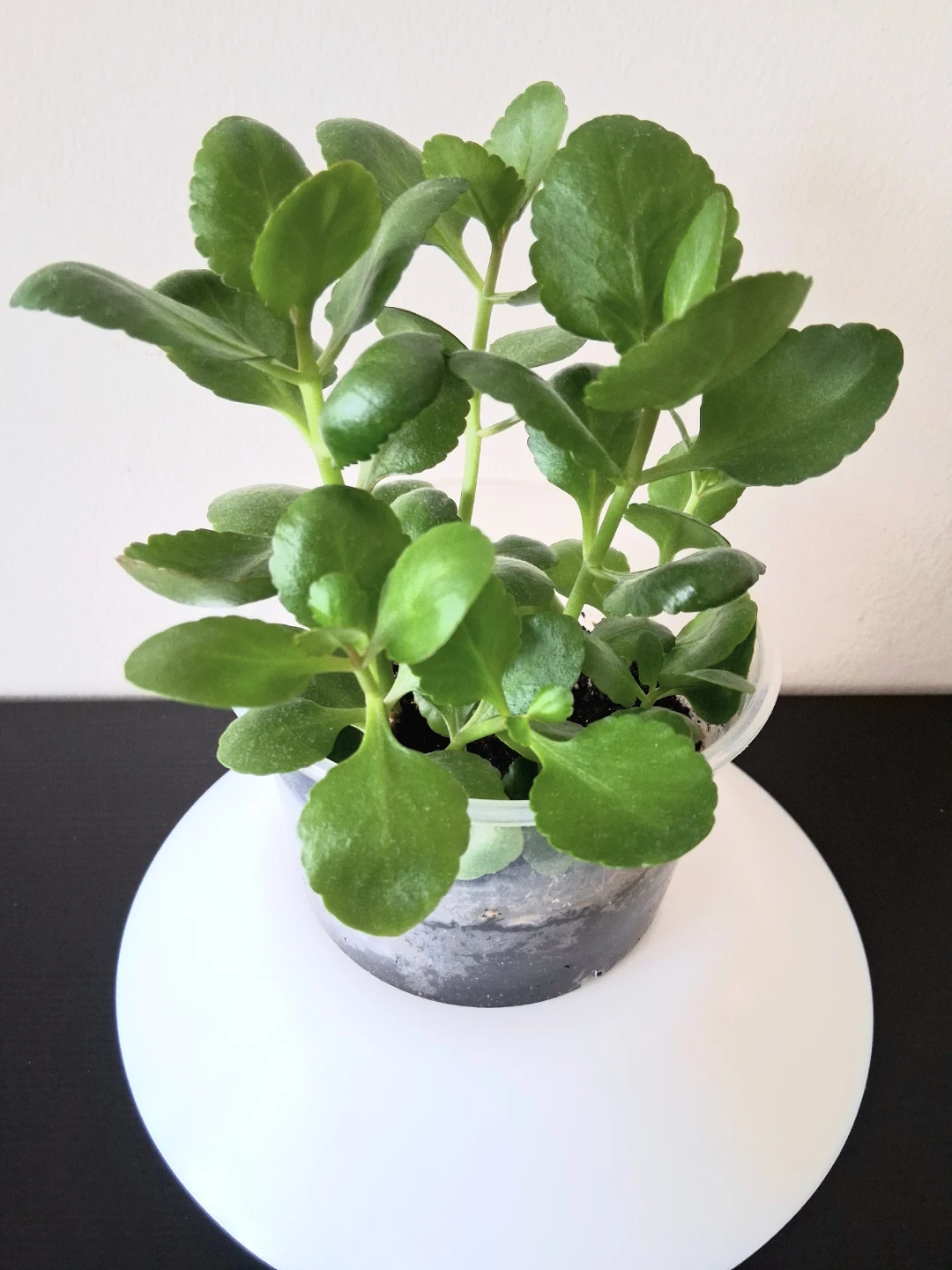 🌱 Kalanchoe ☘️ - photo 3