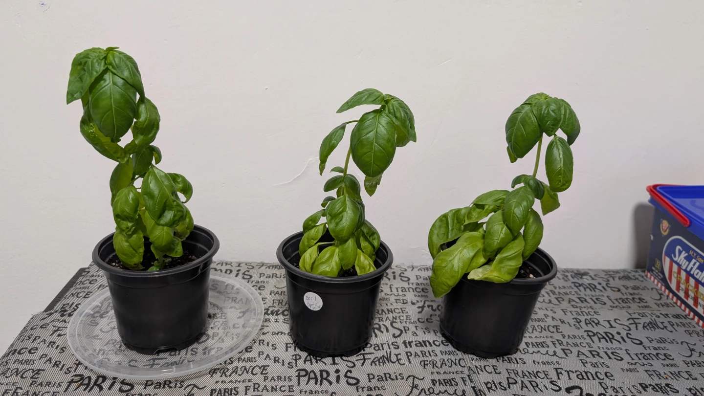 Three Potted Basil Plants