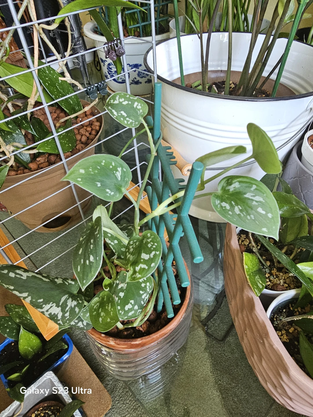 Scindapsus pictus Satin Pothos with Trellis - photo 2