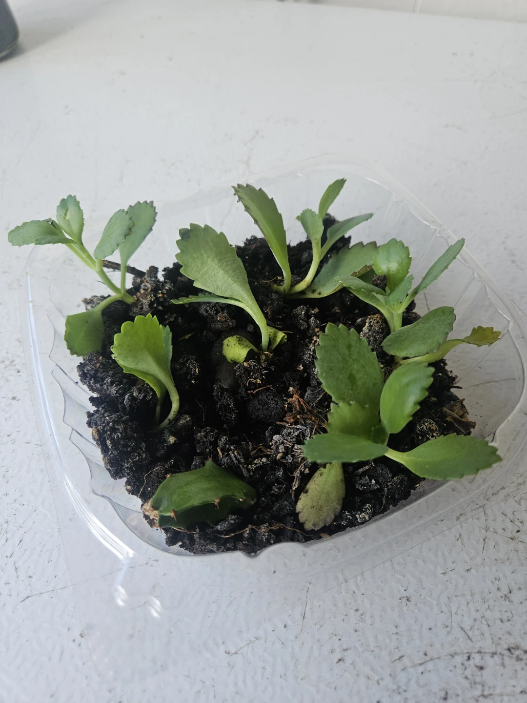 Kalanchoe succulent plantlets - photo 3