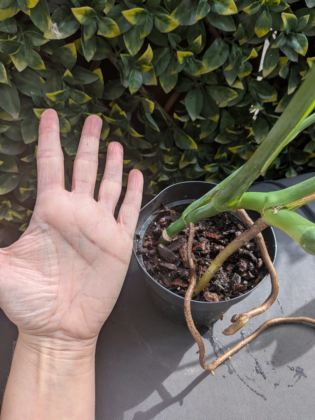 🌿Monstera Deliciosa Plant - photo 2
