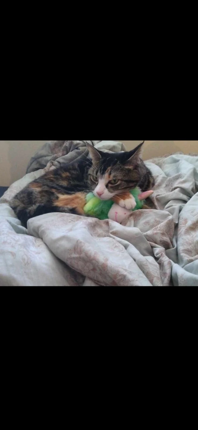 Adult Tabby Cat - photo 3
