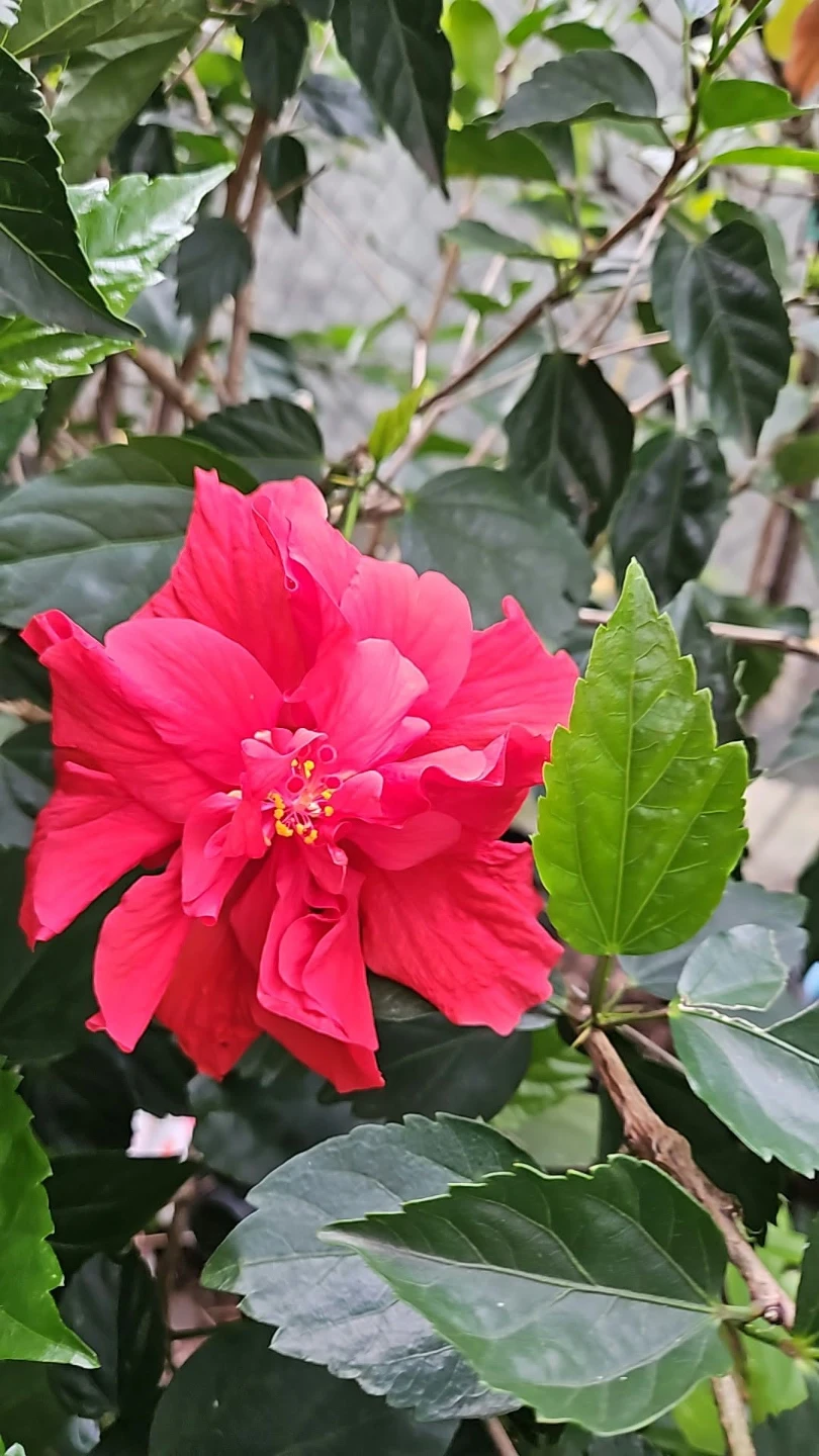 Red Hibiscus Plant standard 🏈