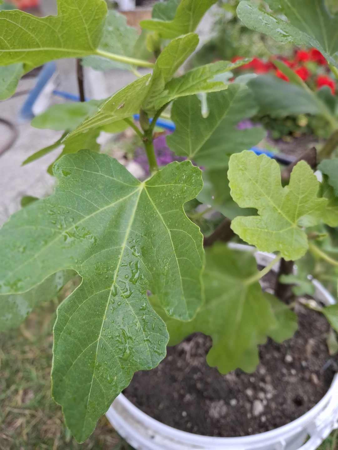 Potted Fig Plant - photo 4