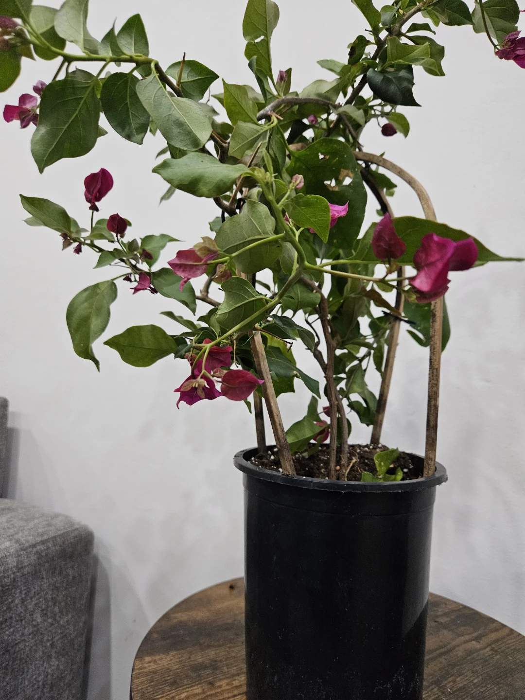 Bougainvillea in 6"pot