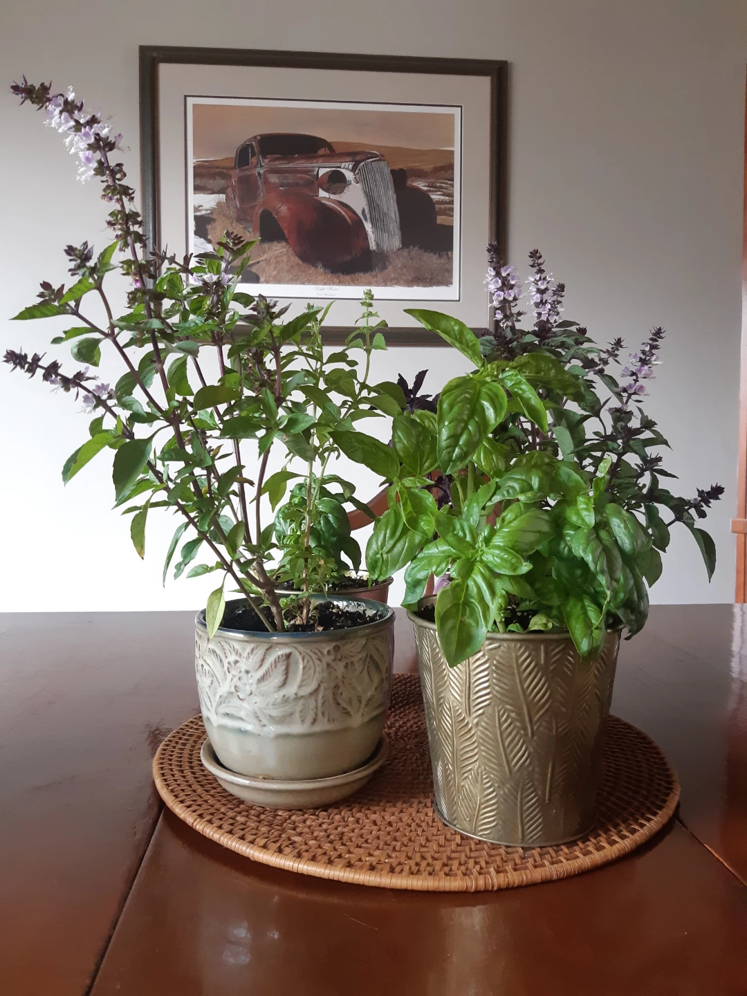 Scented Basil Plants - photo 4