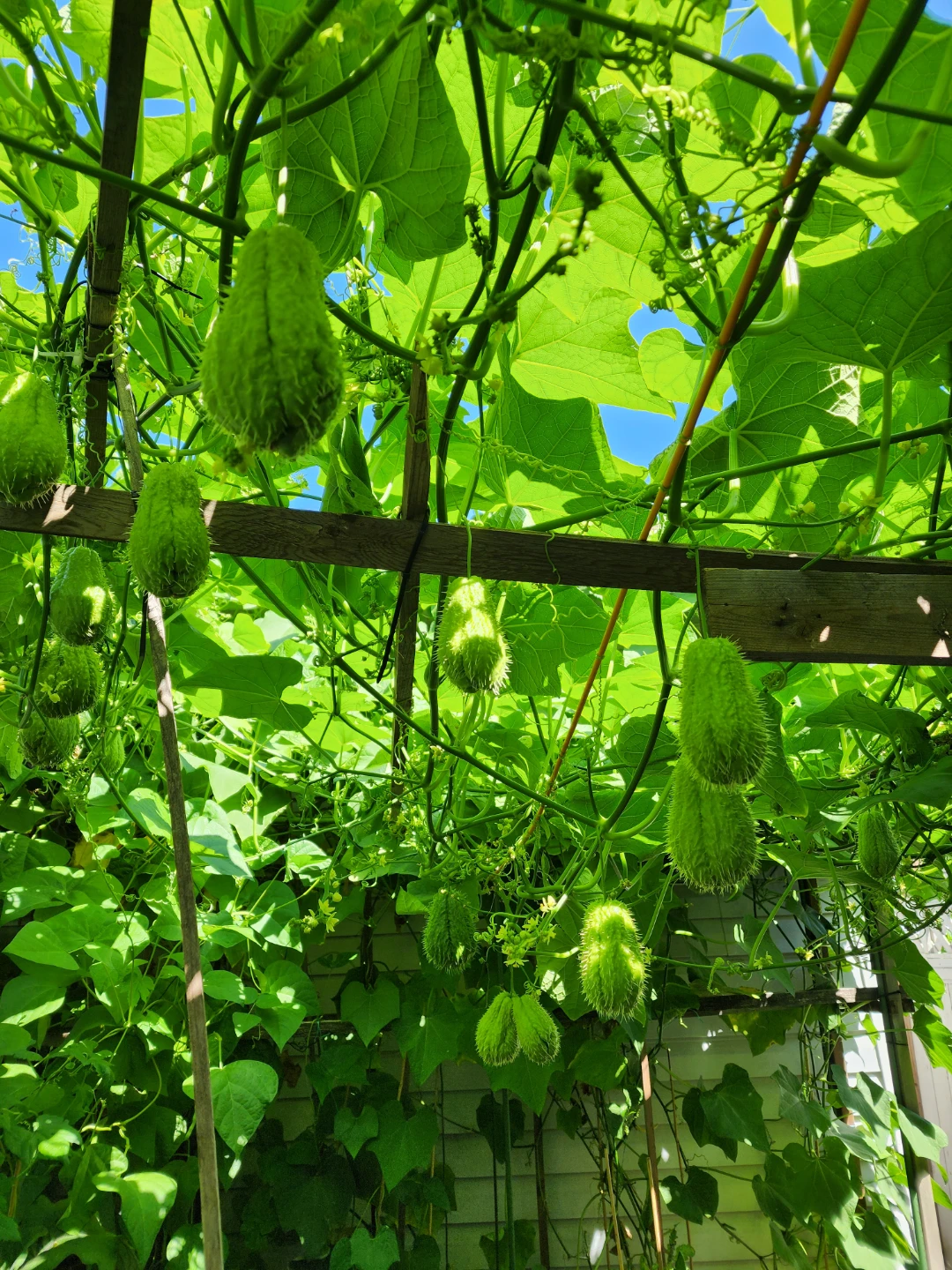 $1  Fresh On the Vine Chayote Squash - photo 3