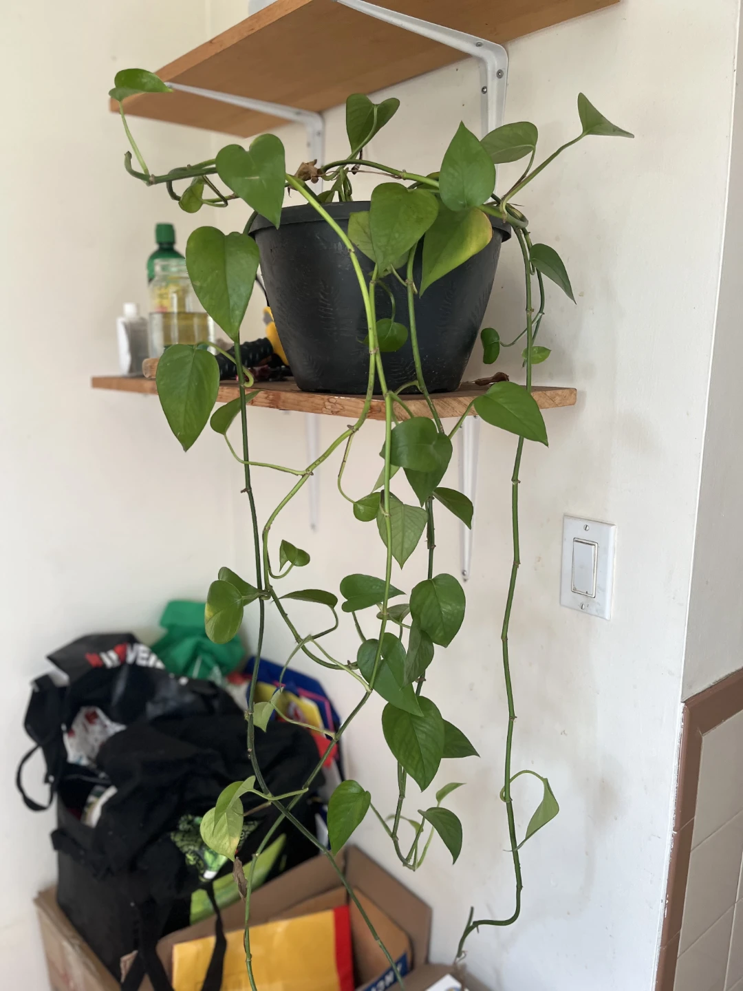 Healthy Pothos Houseplant in Black Pot