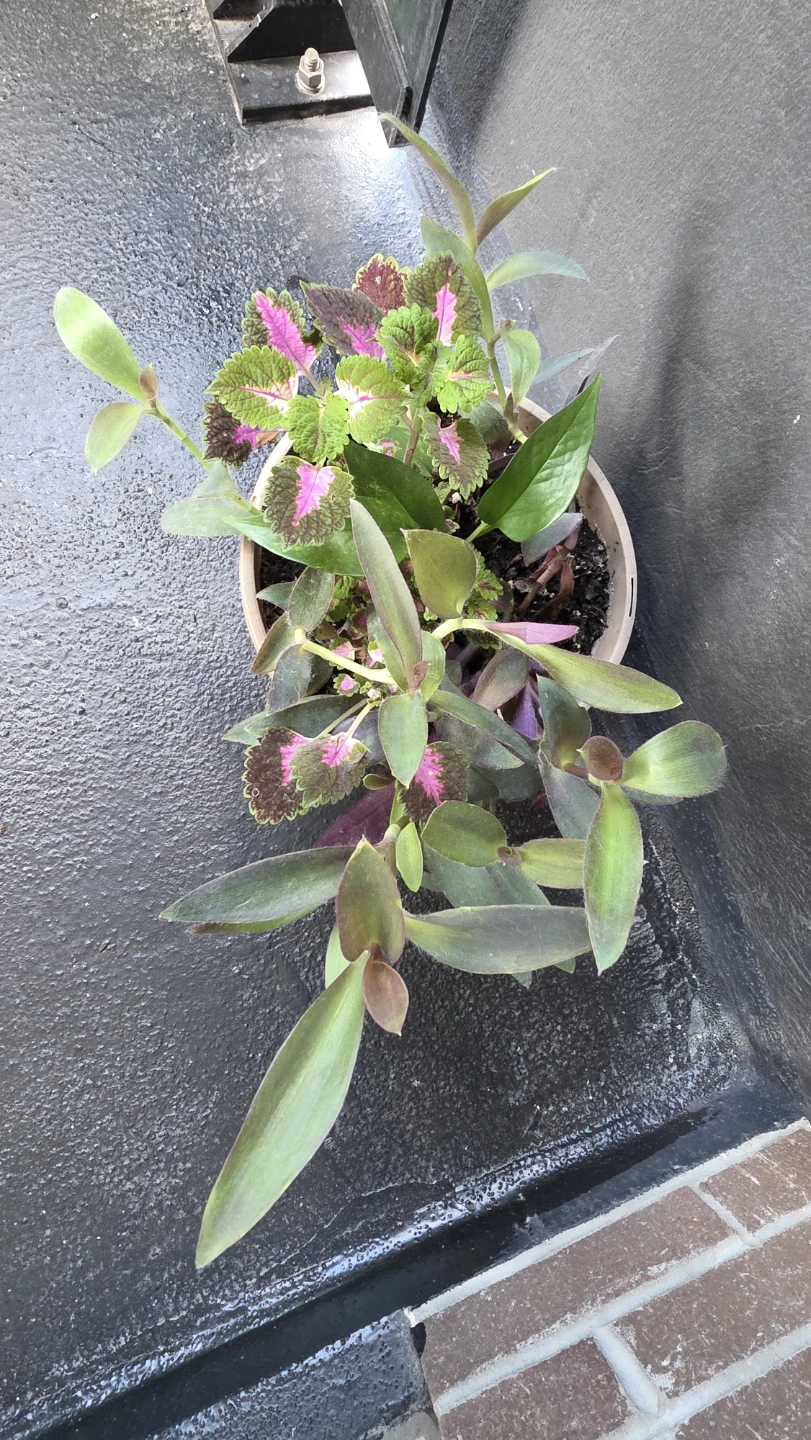 Potted Coleus and Wandering Jew plants - photo 5