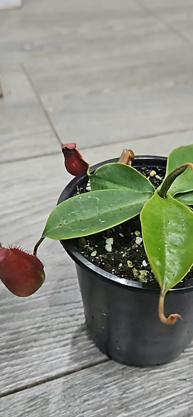 Nepenthes Pitcher Plant - photo 2