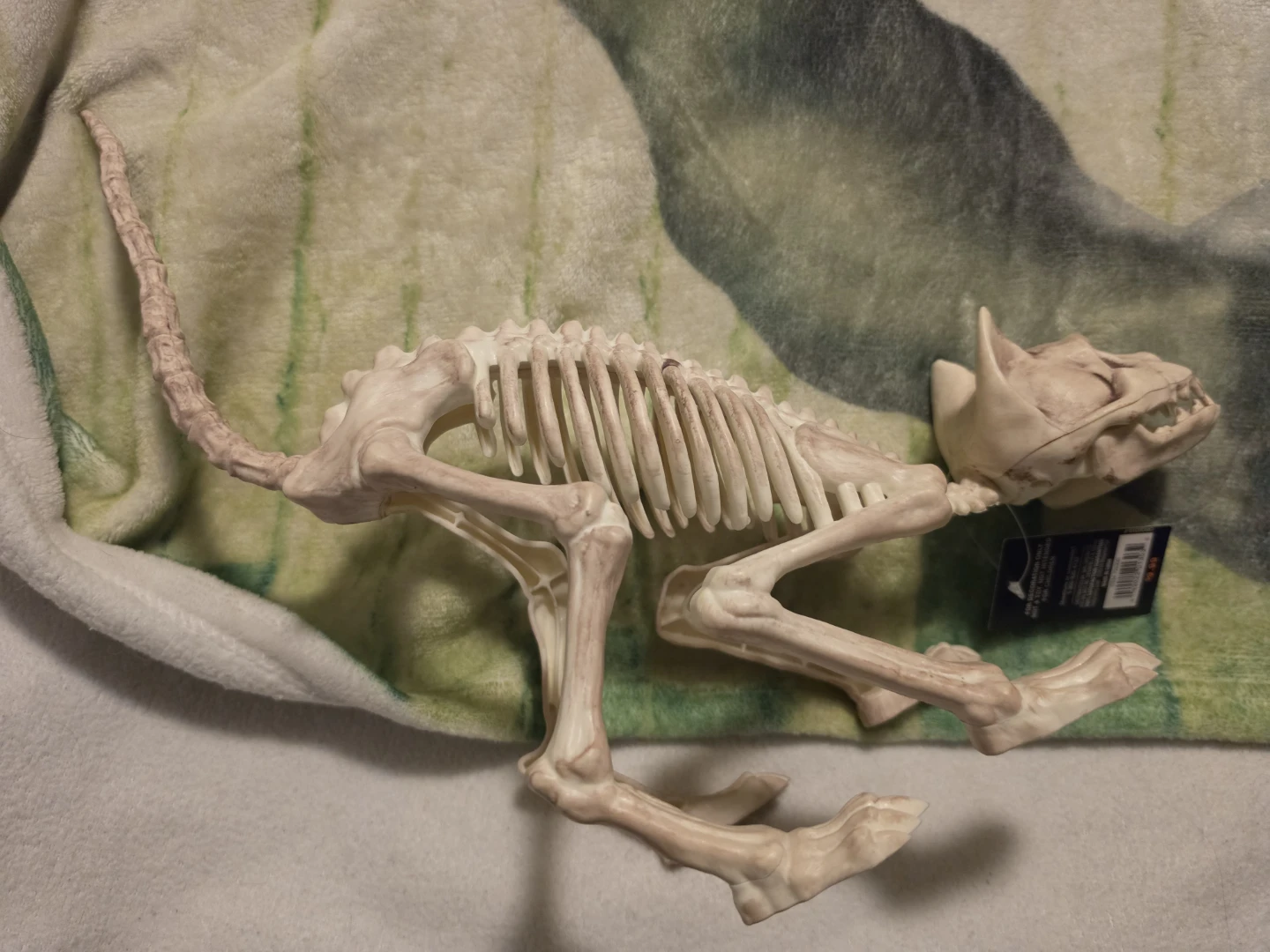 Gloom for your room animal skeleton decoration