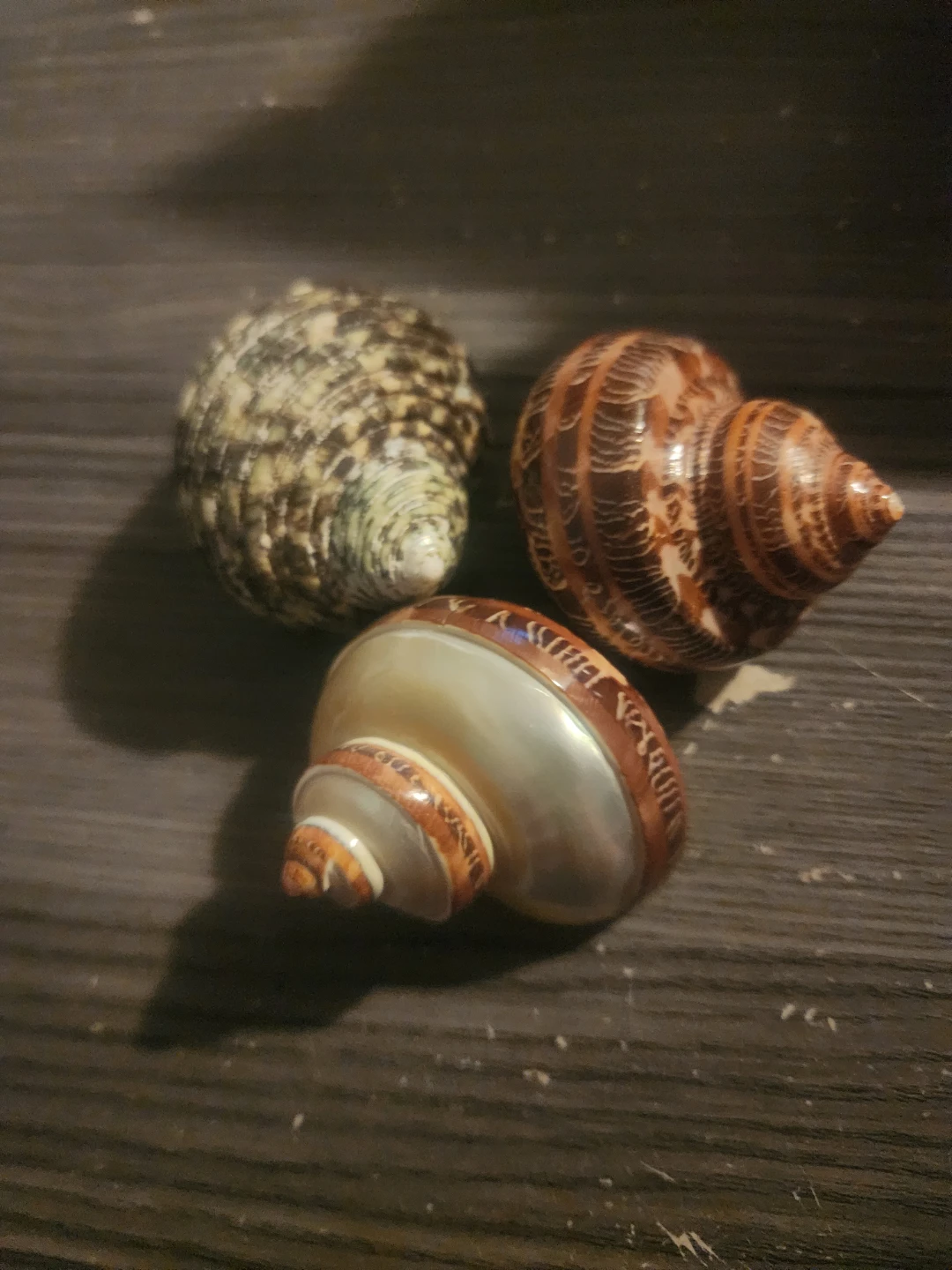Decorative Seashells