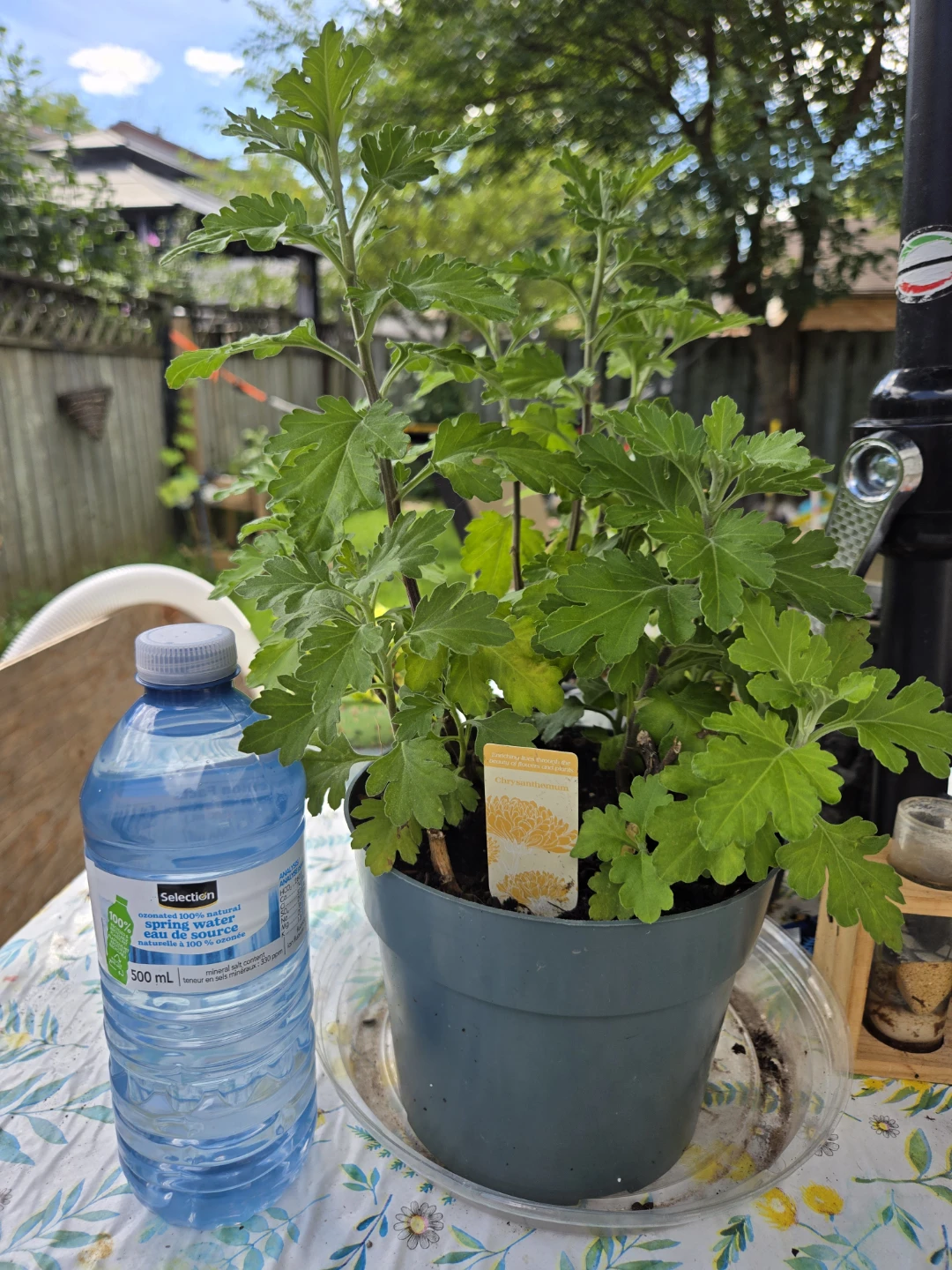 Potted Chrysanthemum Plant