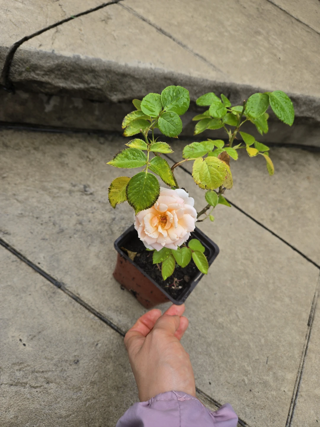 Sweet Baby Rose - photo 2
